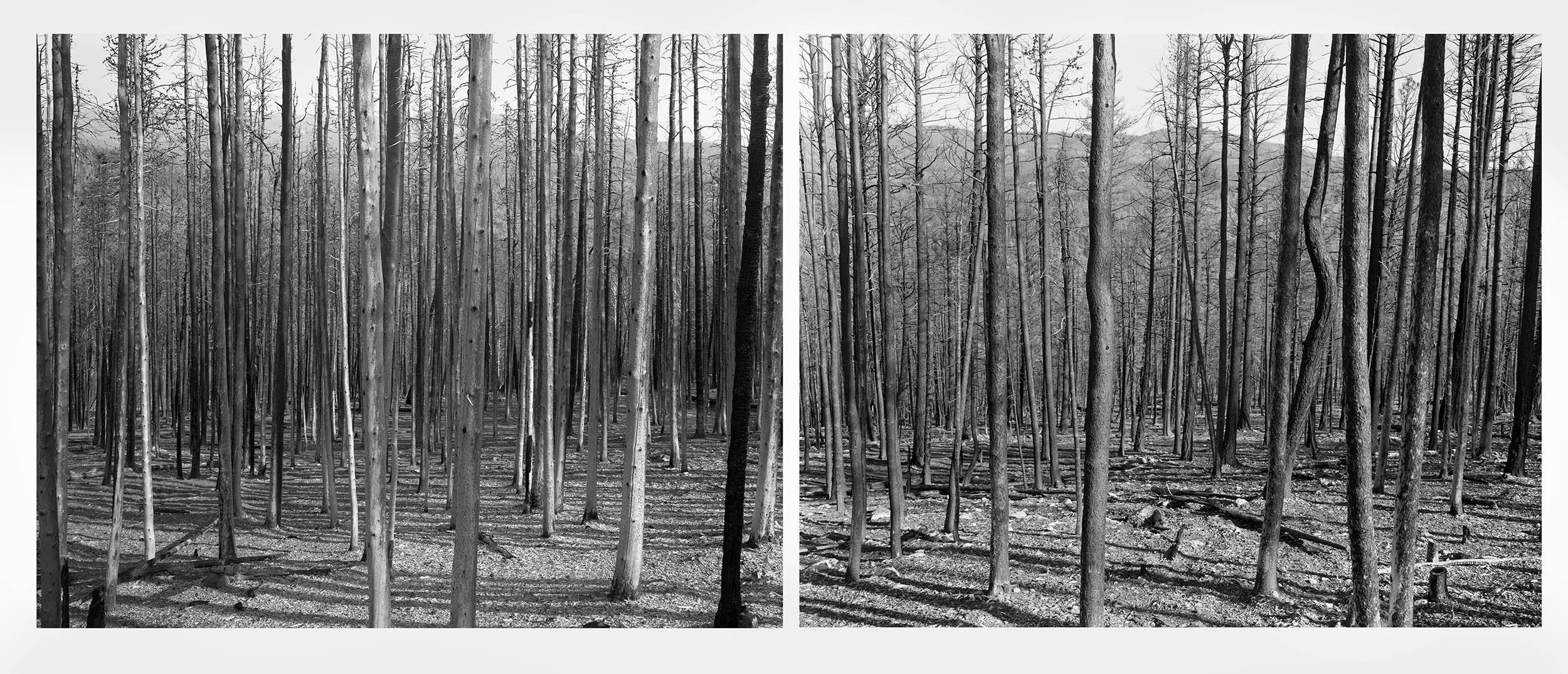 Gray photo of trees with no limbs