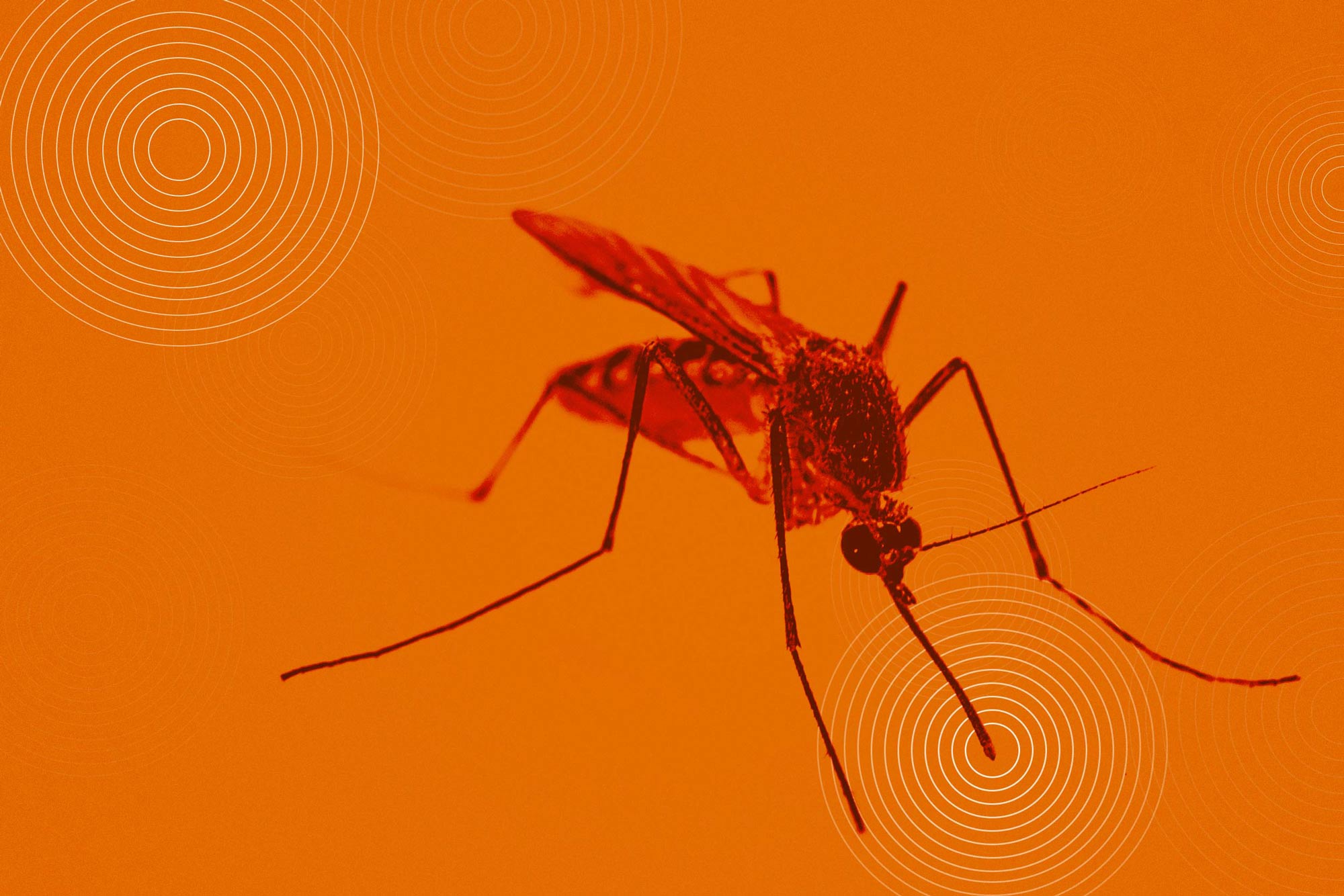 Illustration of Mosquito