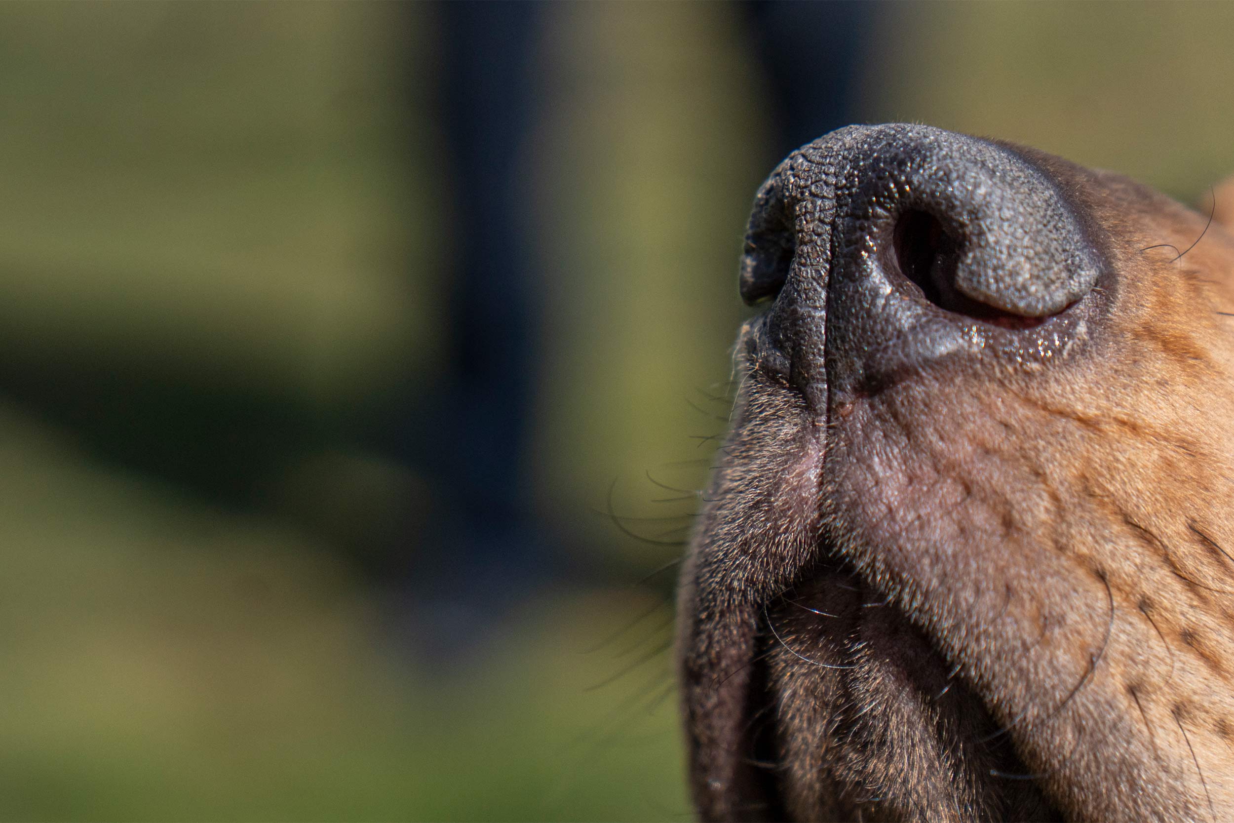 A close up of Maggie's bloodhound puppy nose