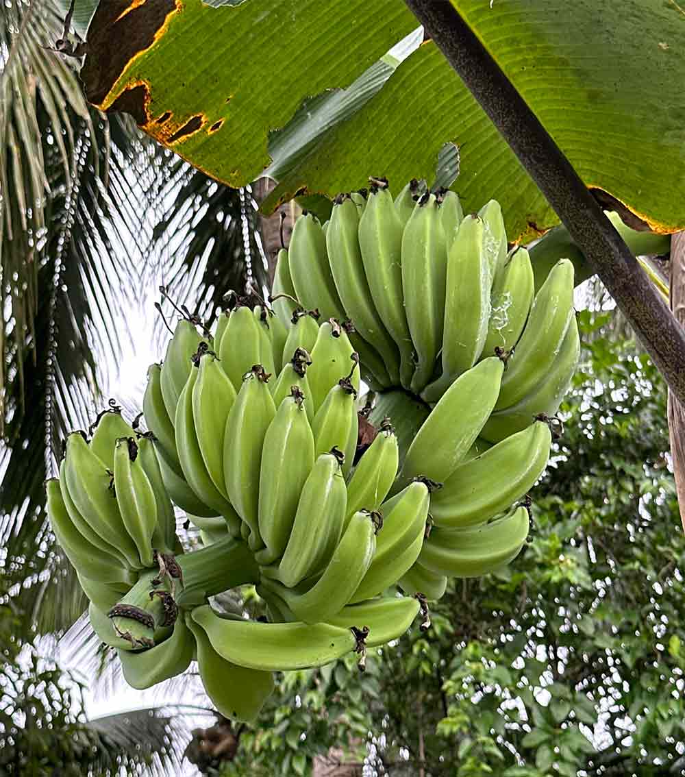 A close up of bananas