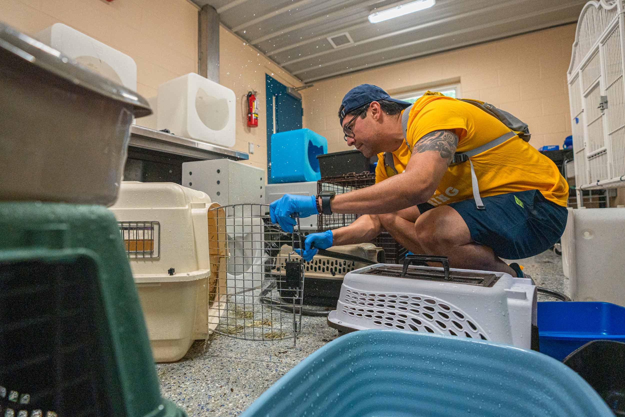IT Services helps out at the SPCA