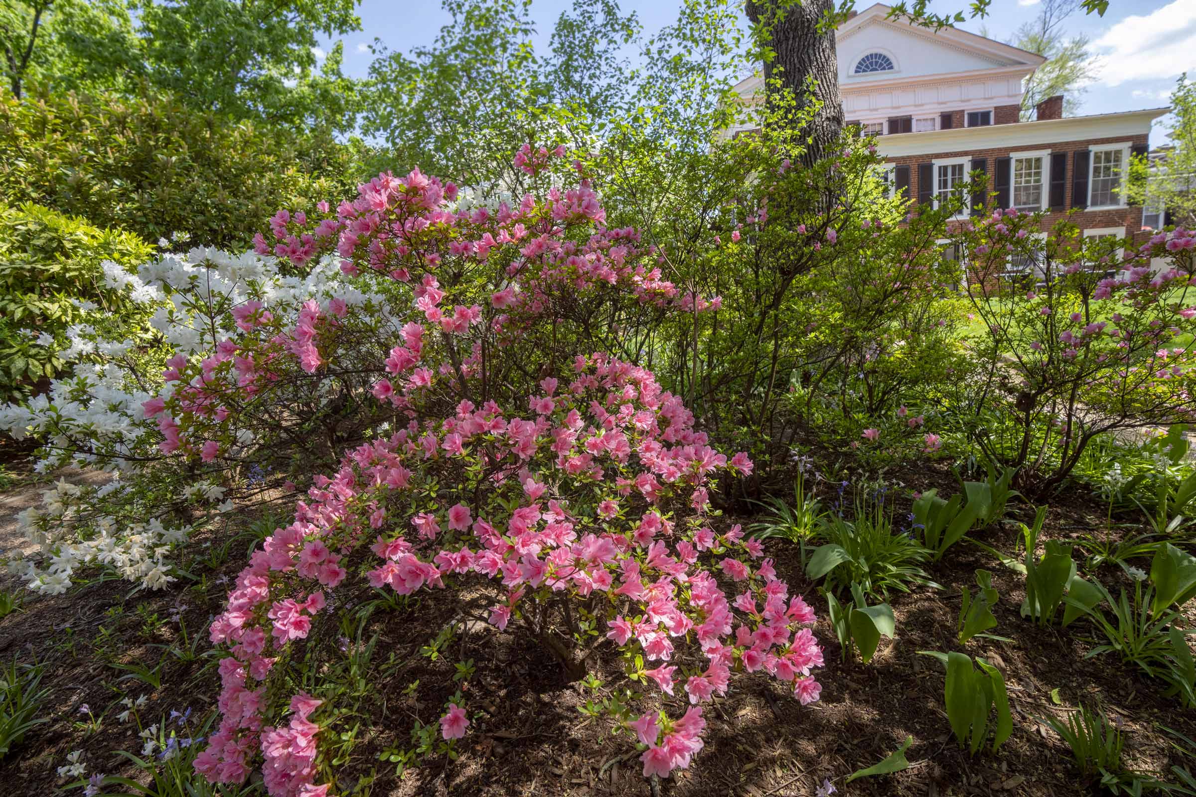 A pink flower bush in bloom in a pavilion garden