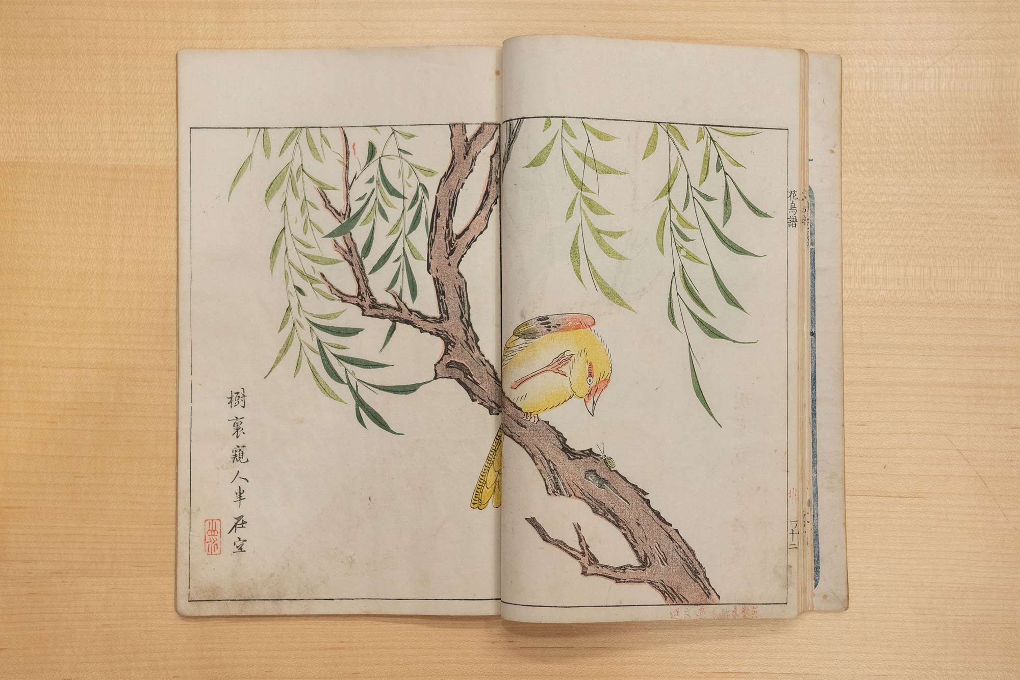 Overhead of an illustration of a yellow bird in a tree from 1748.