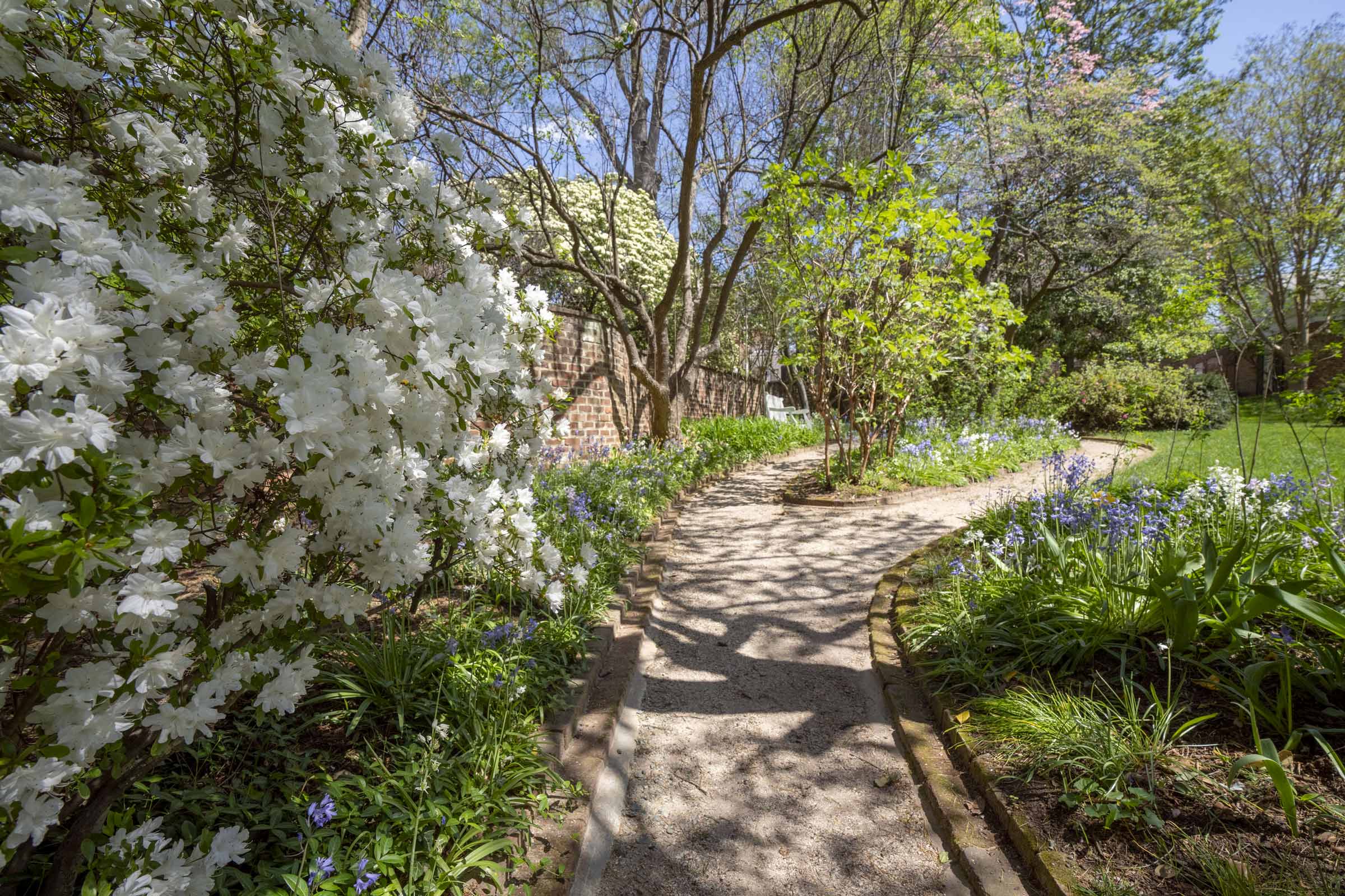 A path that diverges into two options with white flowers to the left