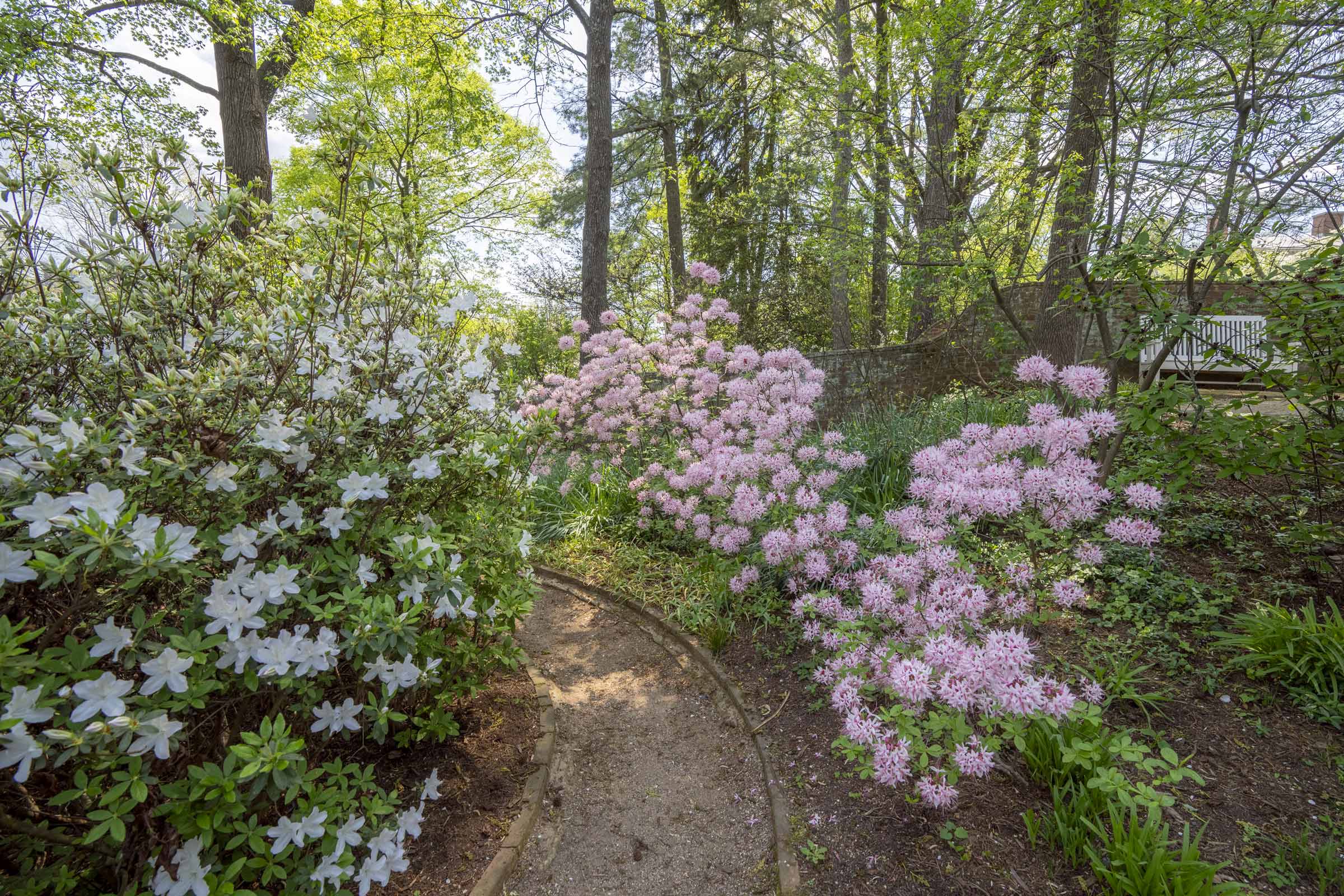 A nice shaded portion of the path with white flowers in bloom on the left and pink flowers in bloom on the right