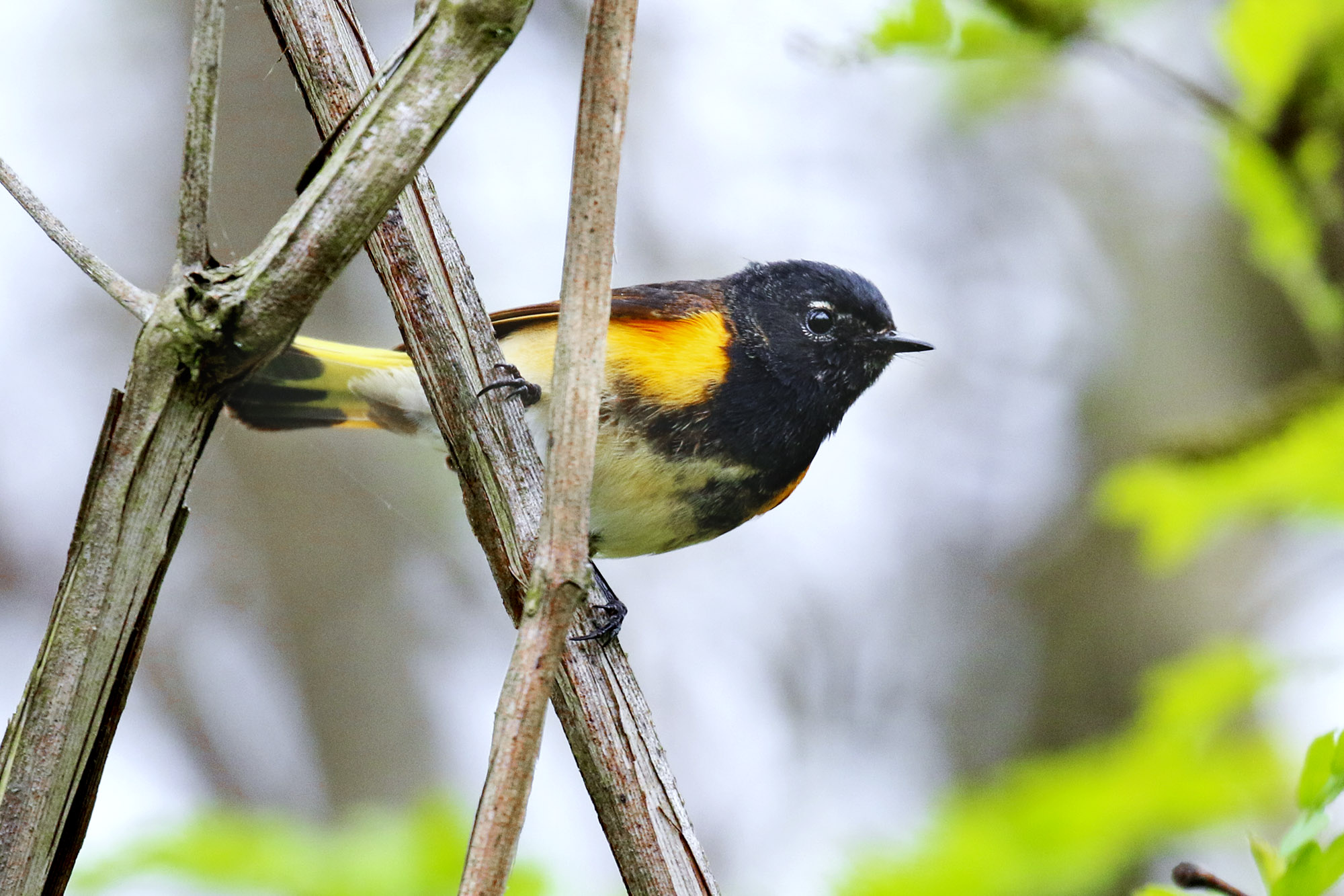 American redstart sitting on a small branch