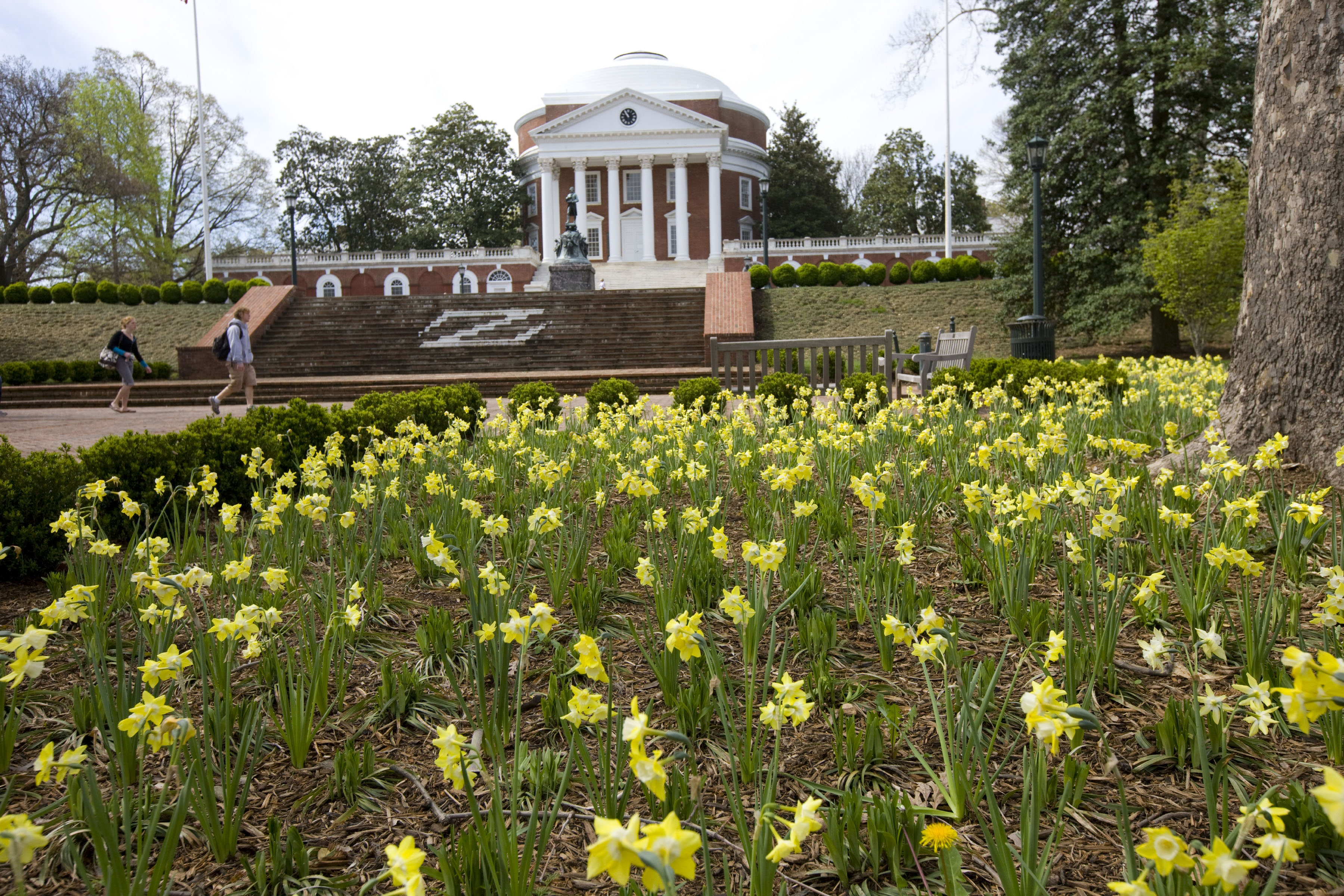 Yellow flowers growing in a flower bed in front of the Rotunda