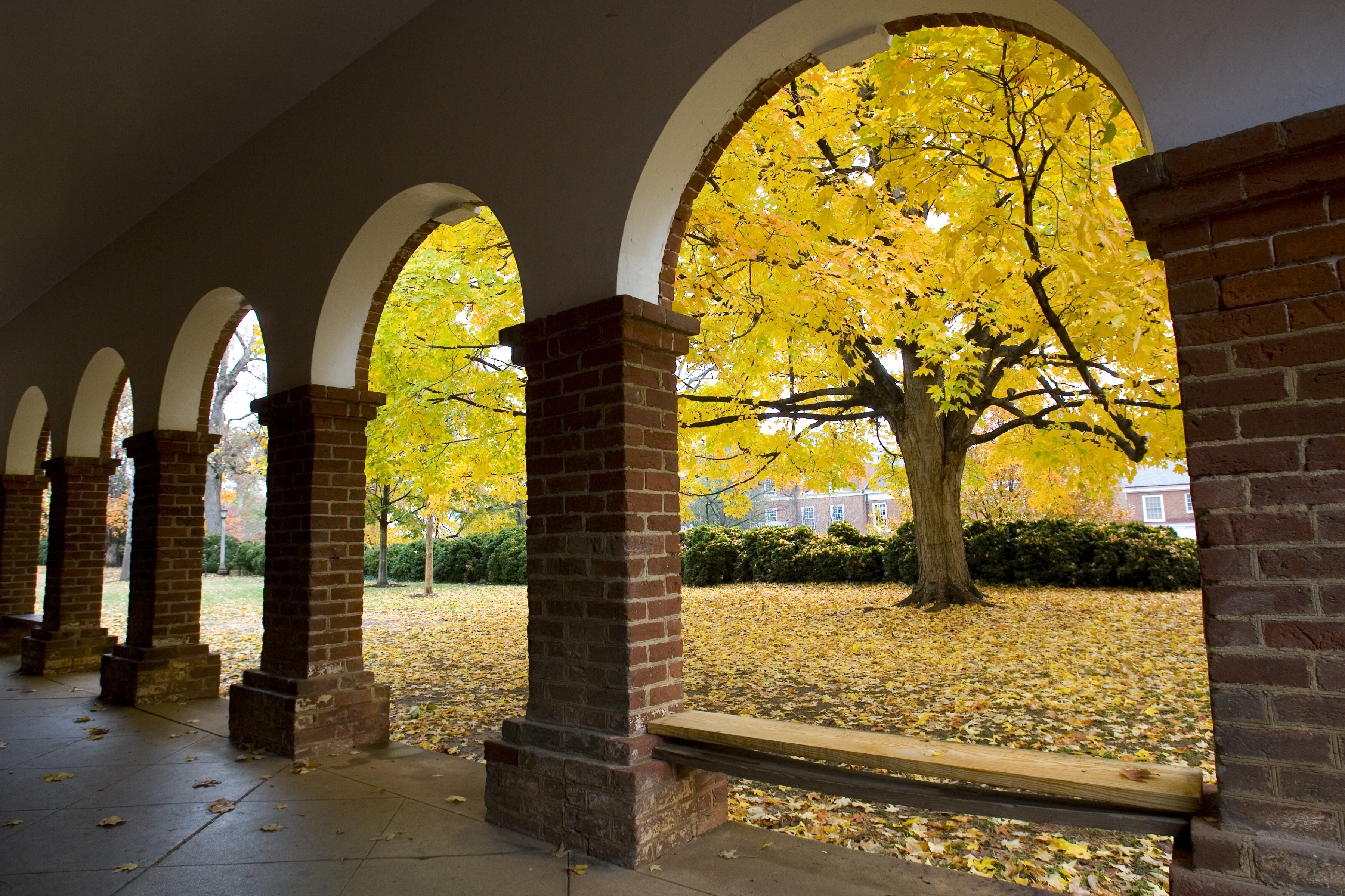 Looking through the Arches of a brick building looking at a big yellow oak tree as its leaves fall on the ground