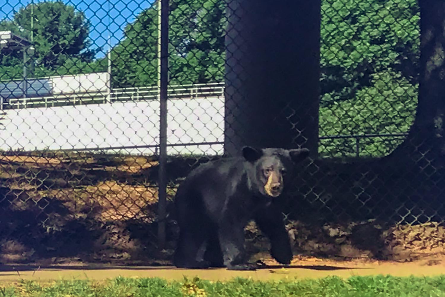 Black bear walking on grounds