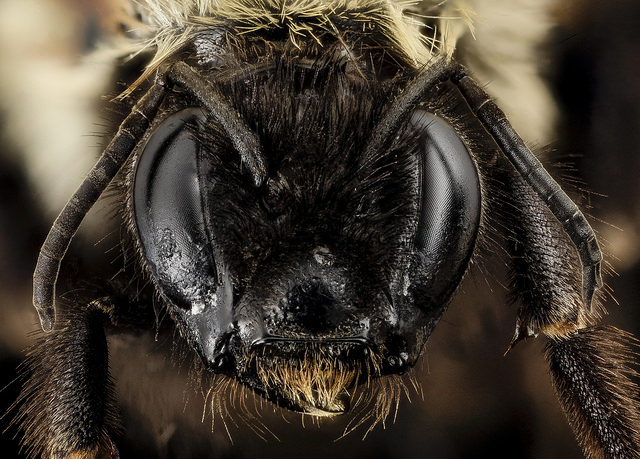 Face of a bumble bee with huge black eyes