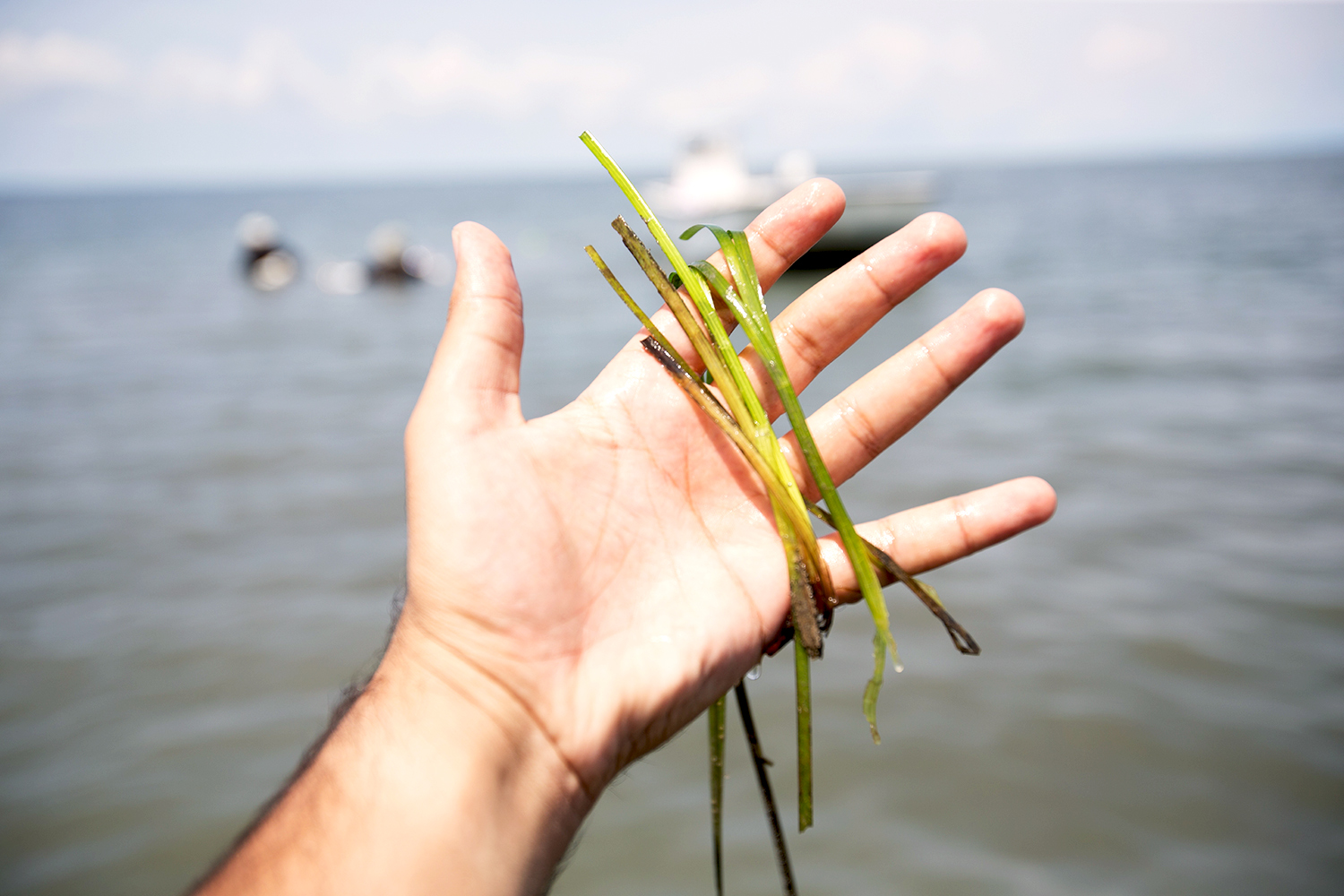 Person holding seagrass in their hand