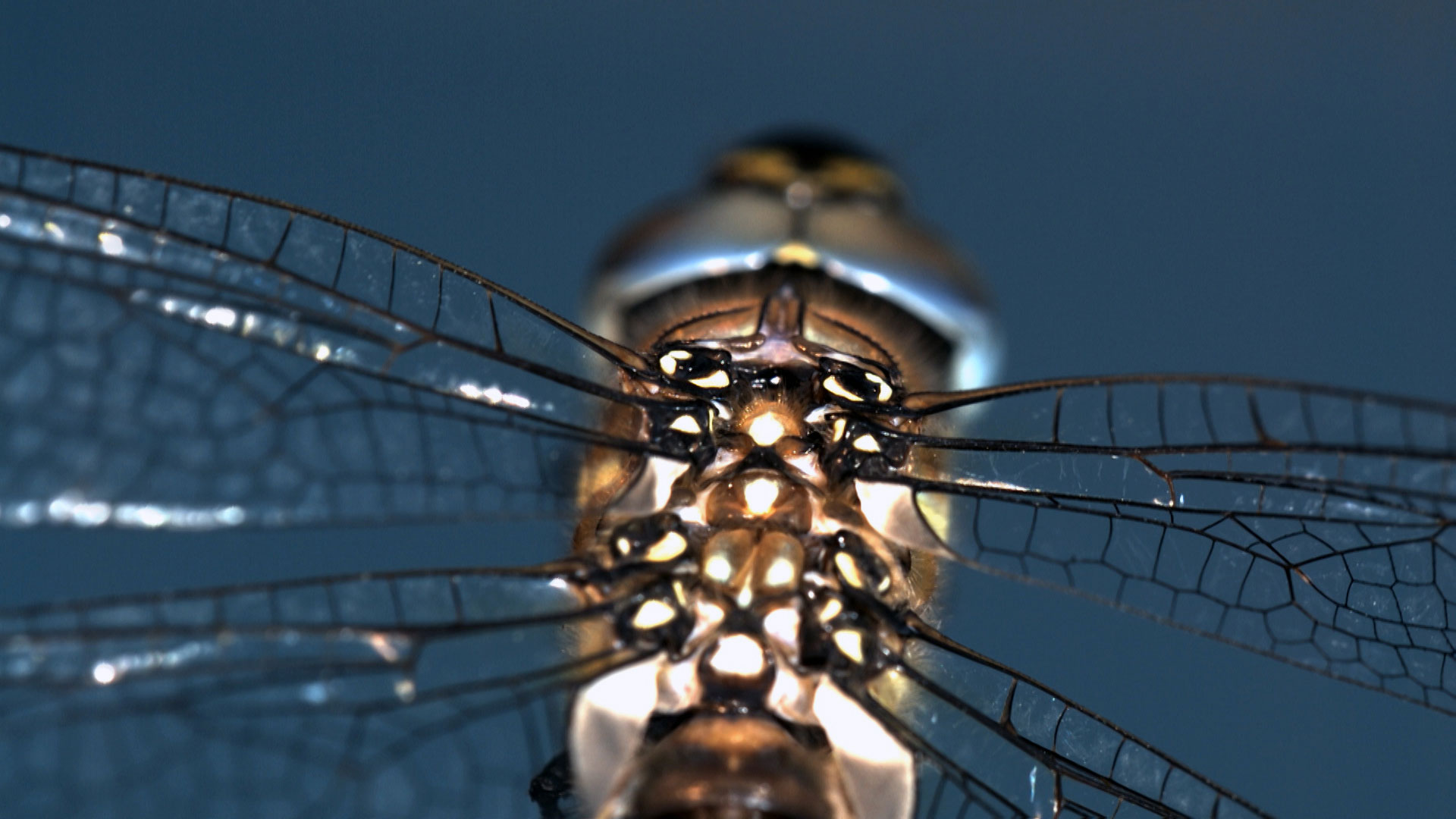 up close view of a Dragon fly