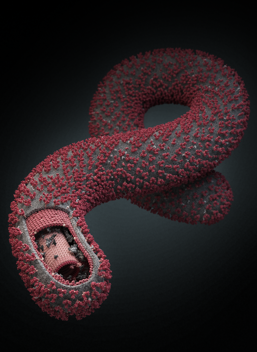 Illustration of the Ebola virus 