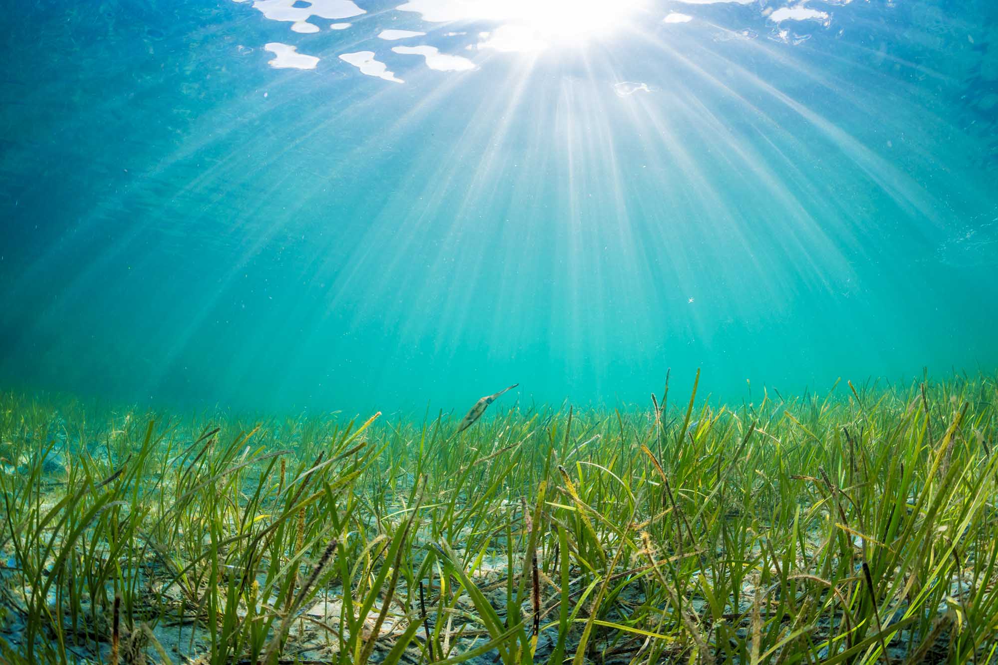 ocean floor with sea grass growing and the sunrays shining through the water