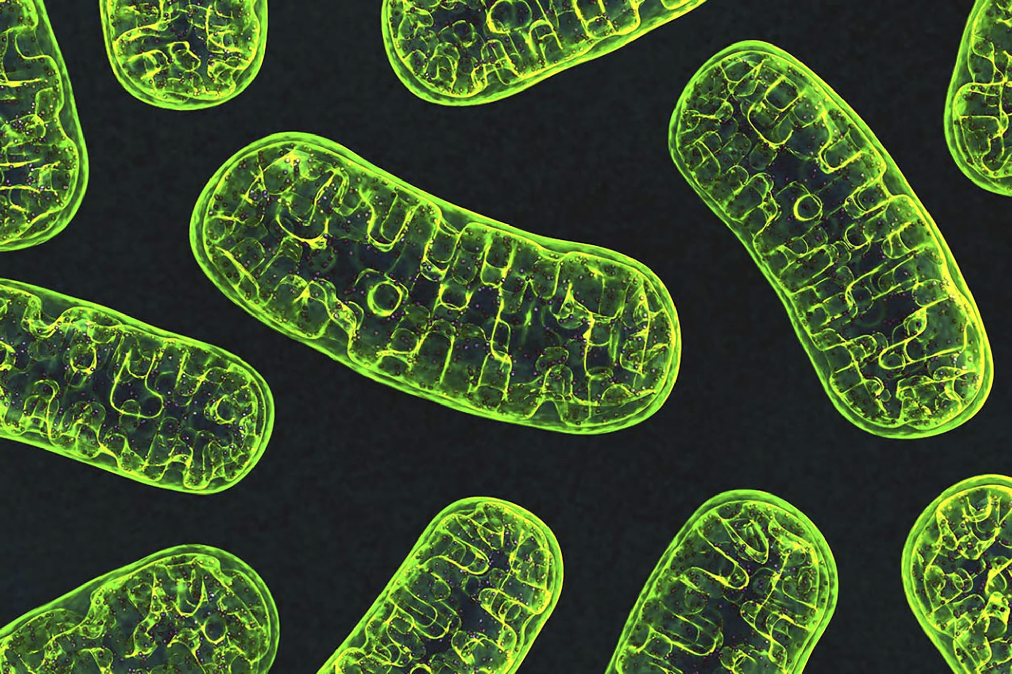 Green Mitochondria on a black background