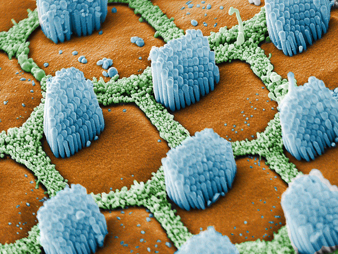 Colorized microgram of the hair cells