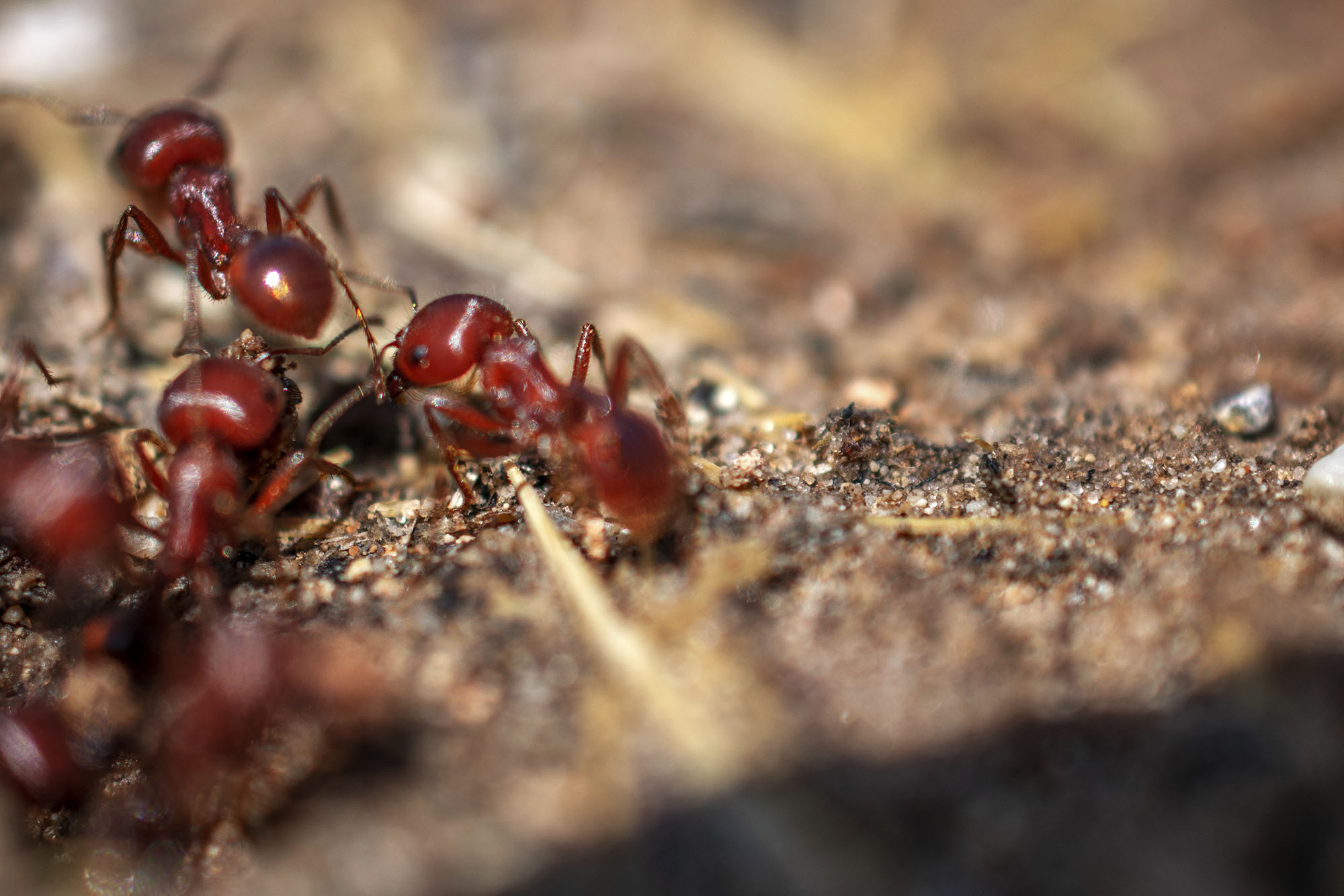 Fire ants walking on the ground