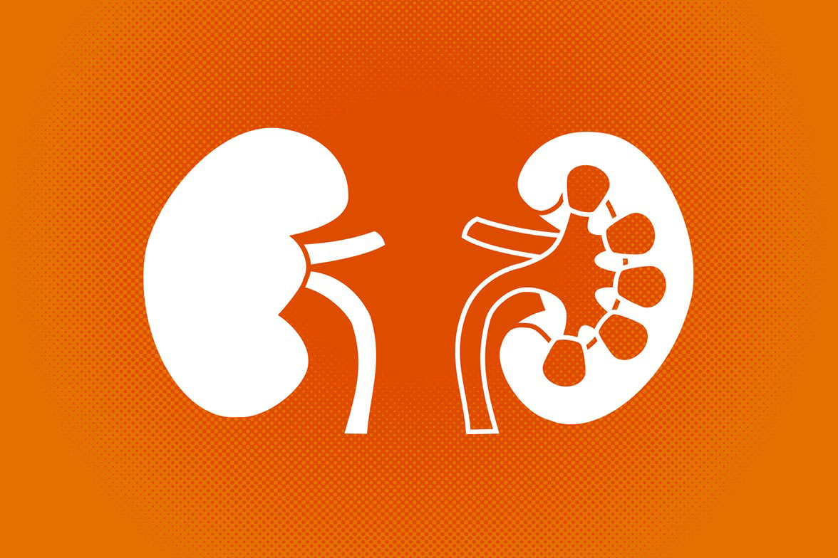 Illustration of the human kidneys on an orange background