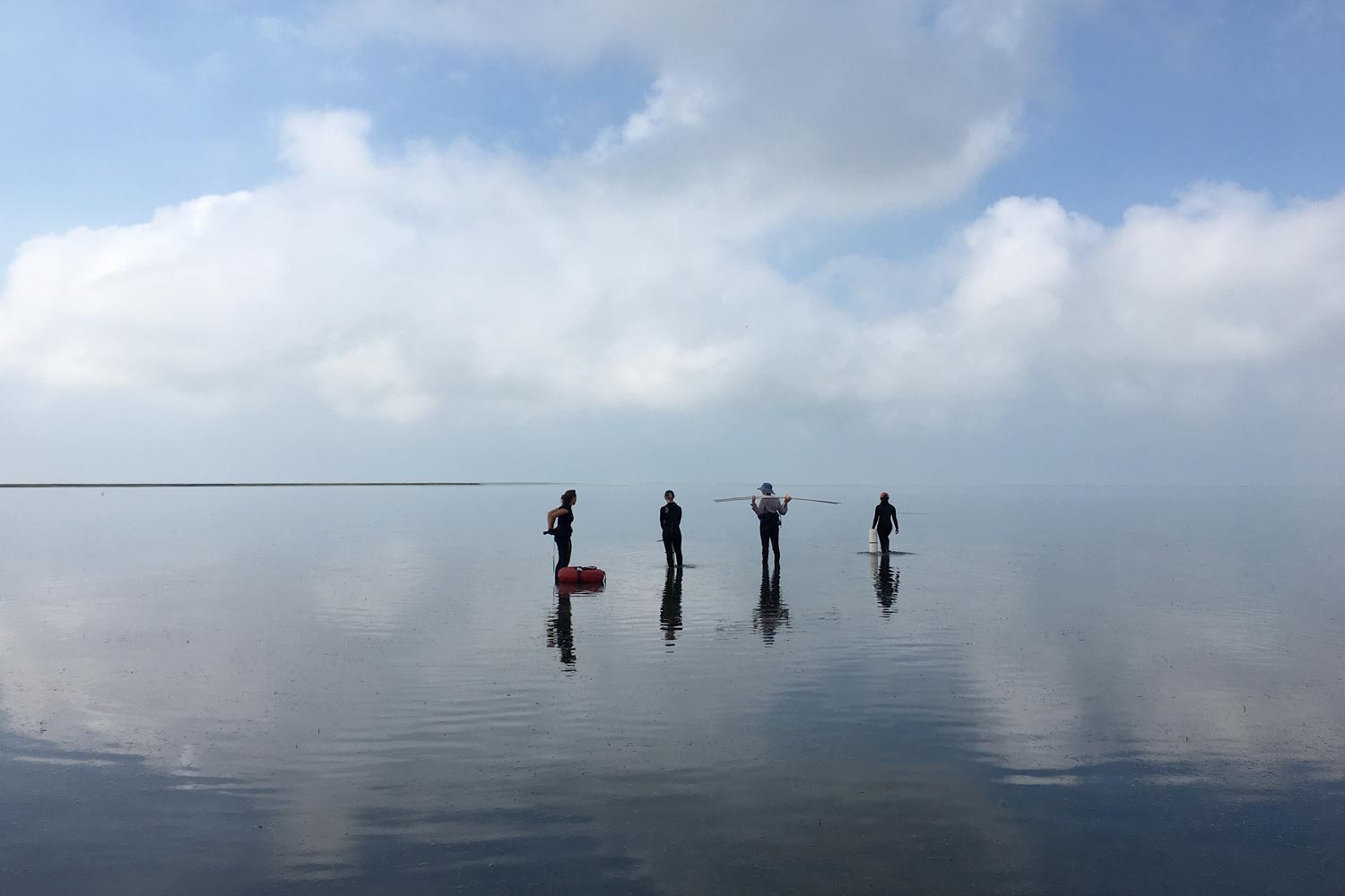 Four people standing in the water looking at seagrass restoration
