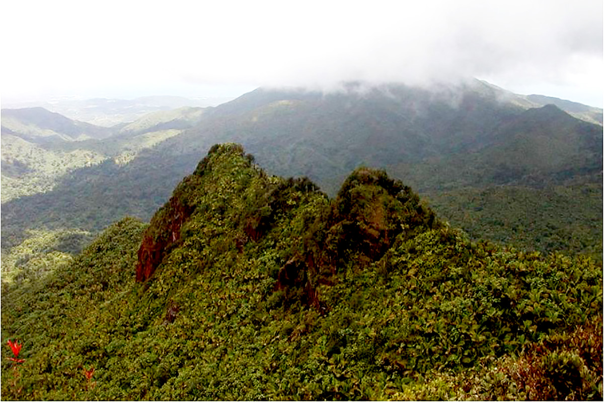 The Luquillo Experimental Forest in Puerto Rico