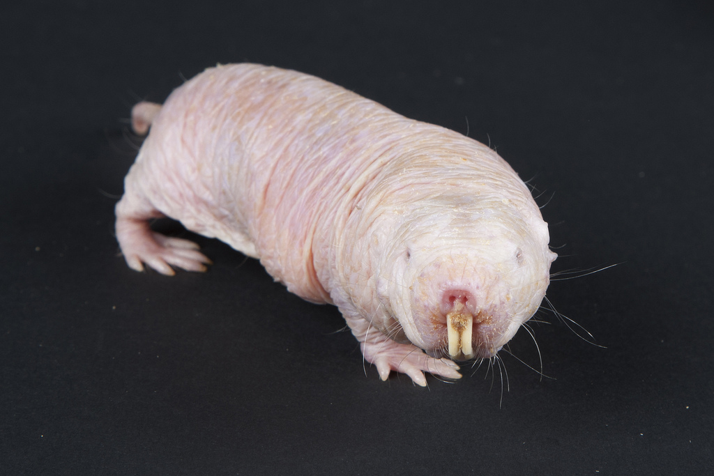 Naked Mole Rat standing on a table