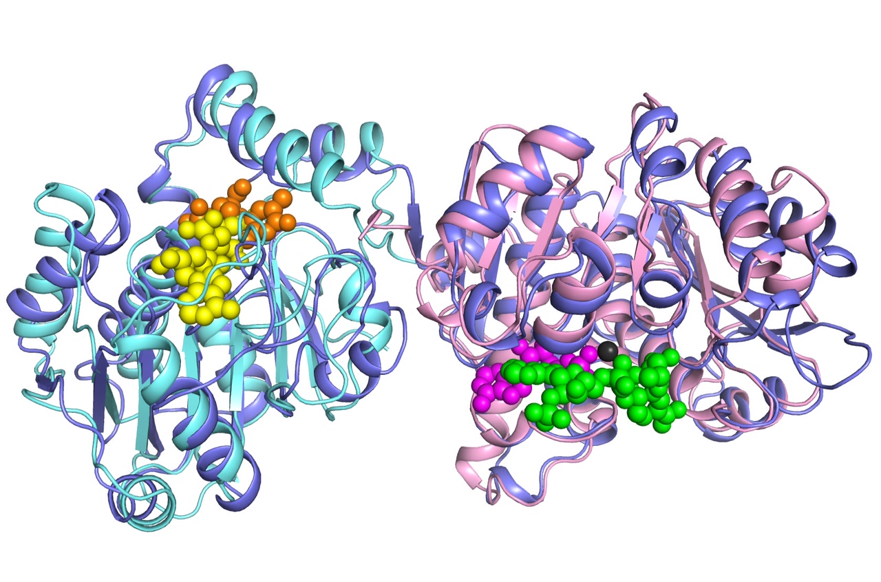 Identifying binding sites for metabolic ligands