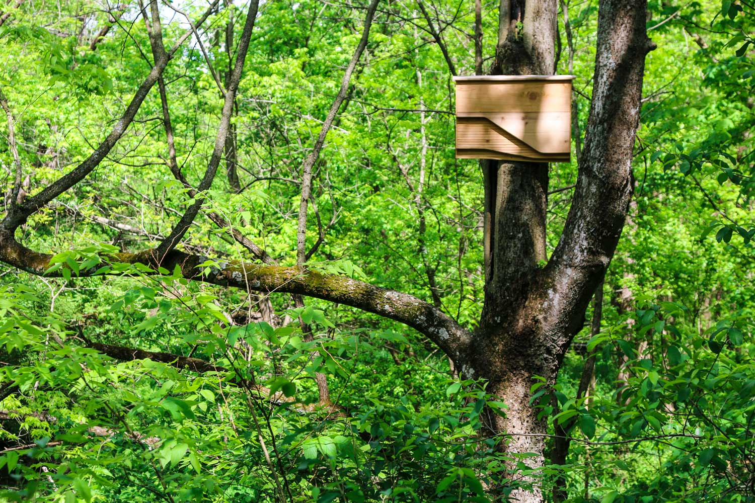 The bat houses in a tree