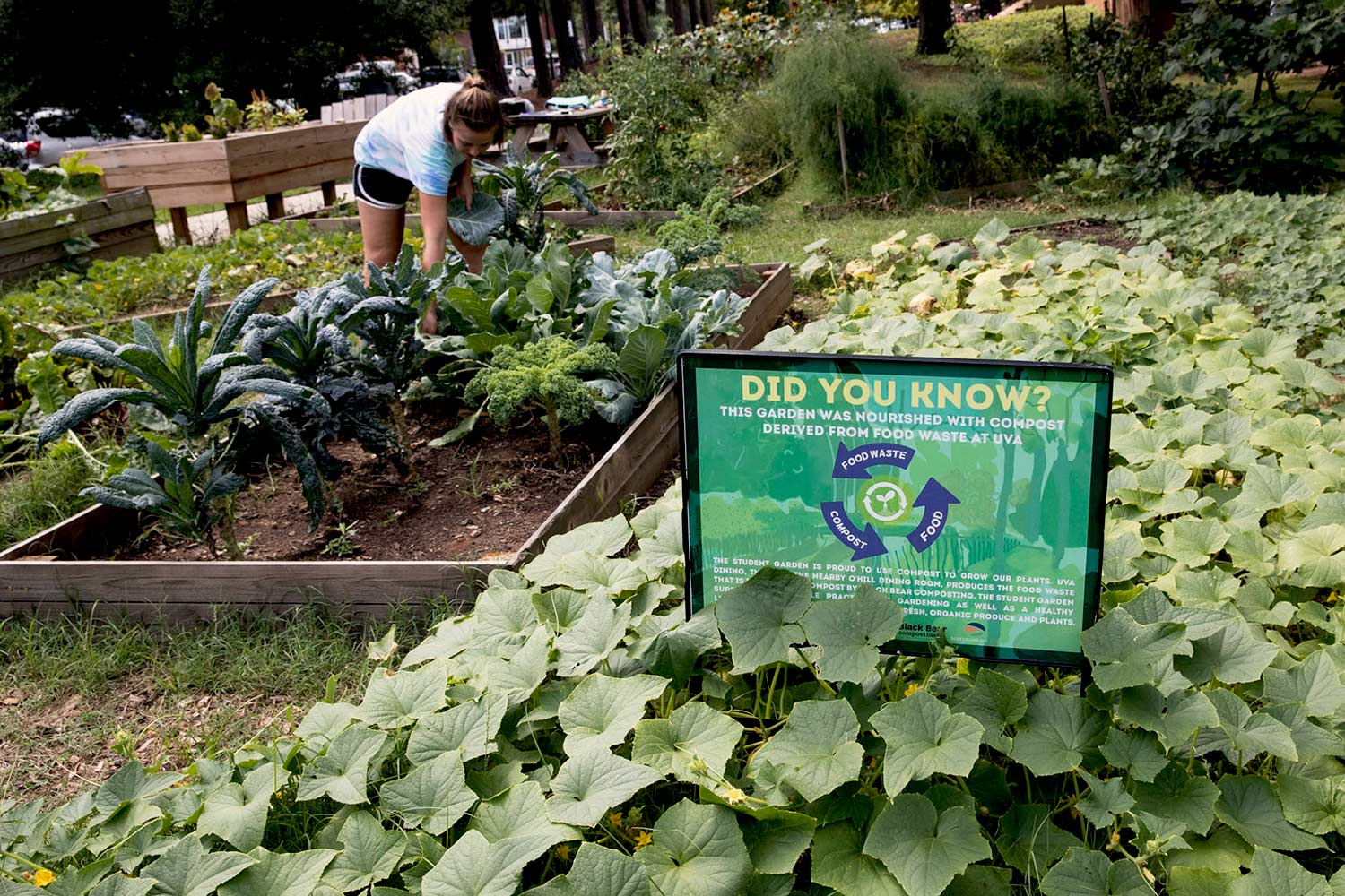 The UVA Community Garden, a student initiative, serves as a continuous example of organic gardening and sustainability. 