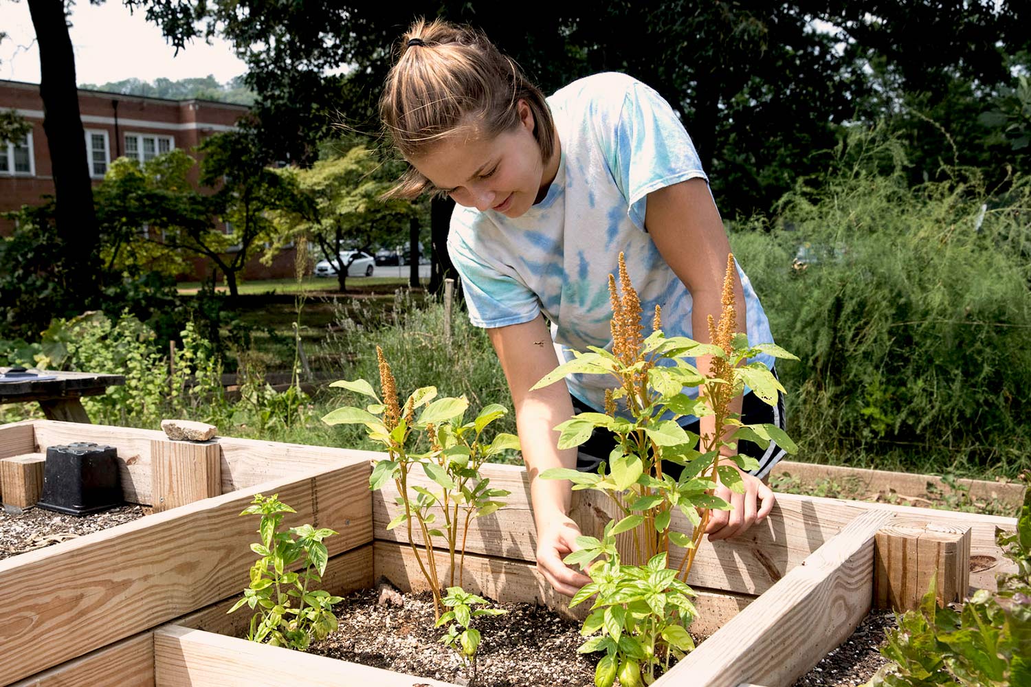 A wheelchair-accessible garden bed, a project completed by students in the UVA School of Architecture’s Freedom By Design community service program, is one of many service projects that have contributed to the functioning of the Community Garden. 
