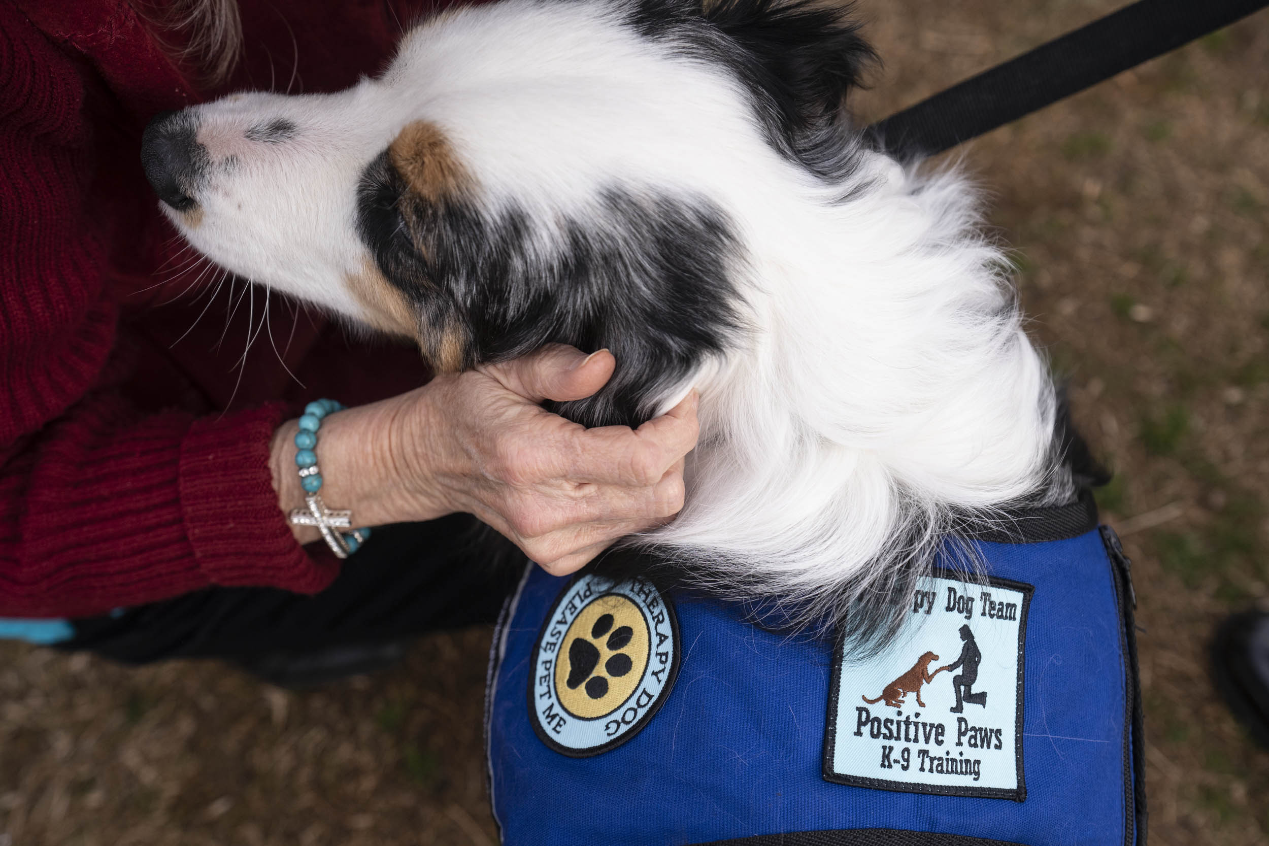 Cooper, a white, black, and brown dog wearing his Therapy dog vest being petted by a person