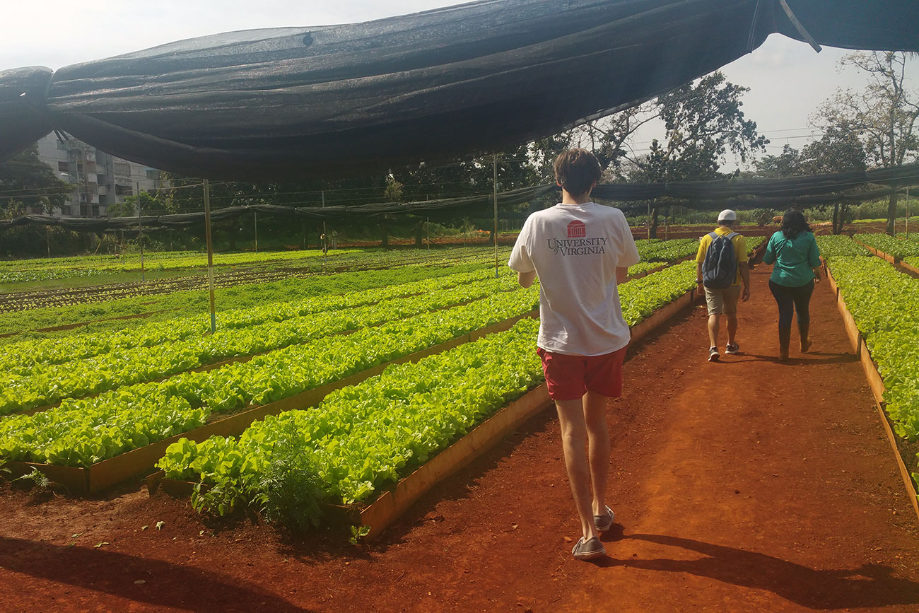 Students tour an organic farm, Organoponico Vivero Alamar, located just outside of Havana. (Photo courtesy of Nia Logan)