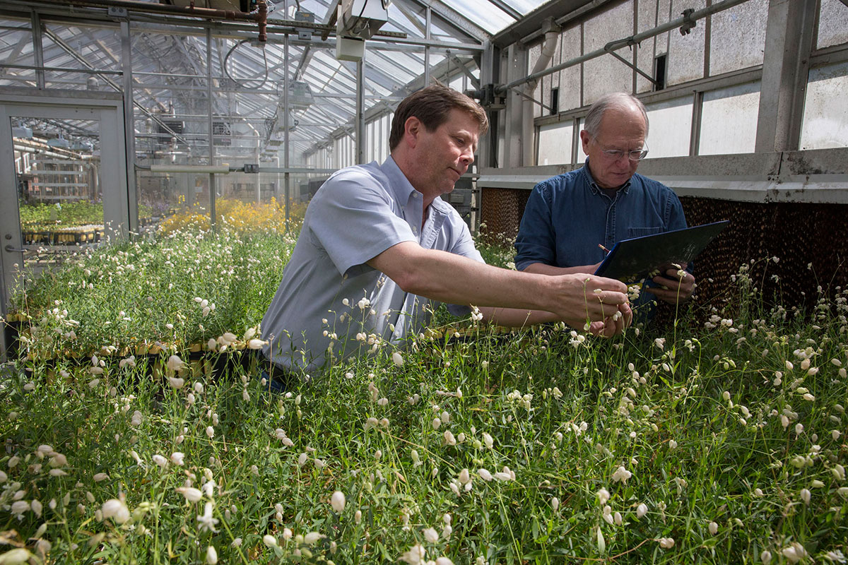 Professors Doug Taylor, left, and Janis Antonovics have together been studying white campion and anther smut for 28 years. (Photo by Dan Addison, University Communications.) 