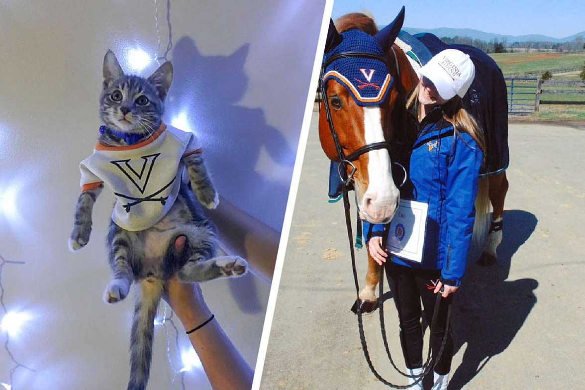A star-struck kitten in a small UVA Shirt, left, and  Uno the horse wearing a crocheted UVA hat