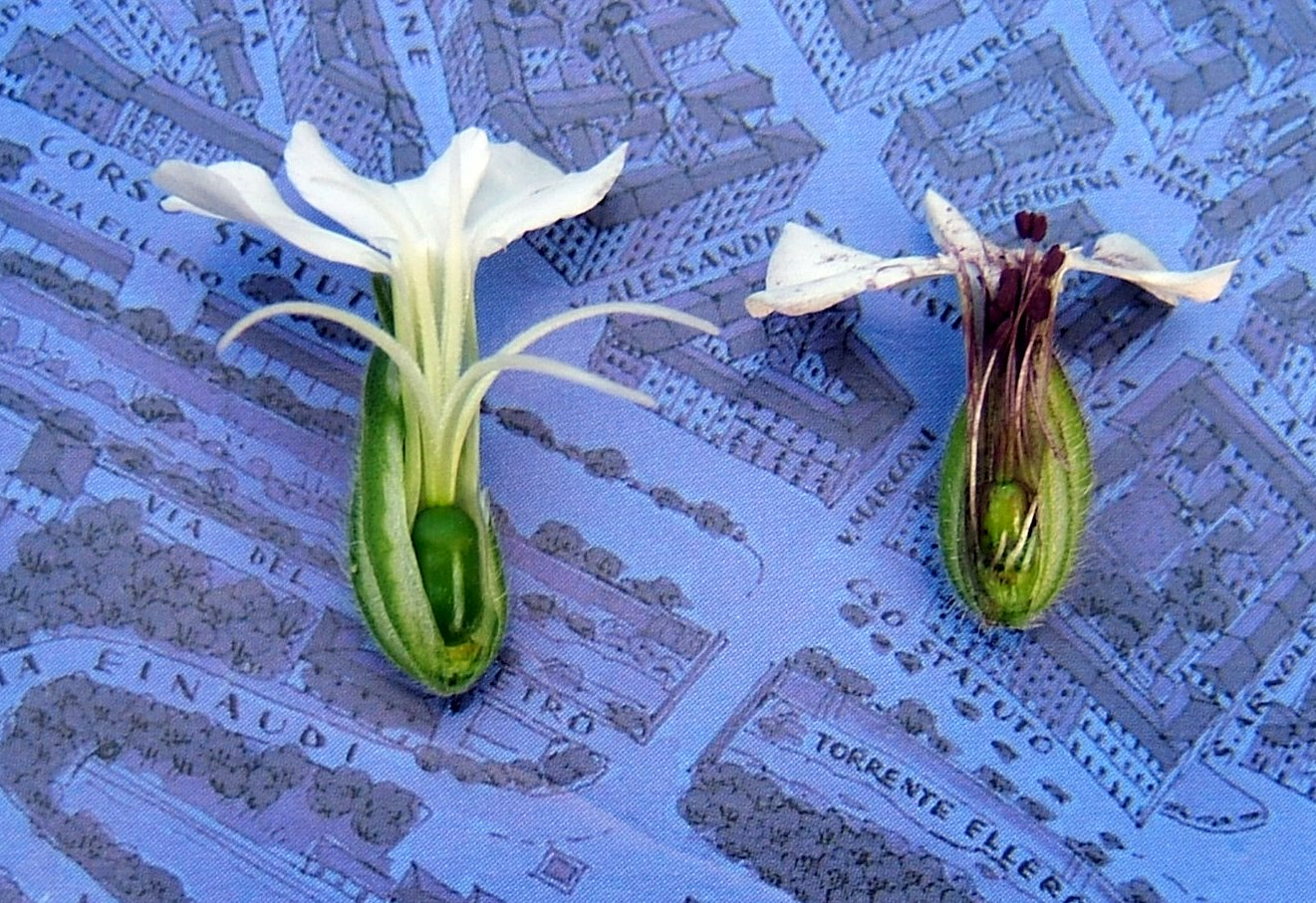 A healthy flower, left, and a smut-infected flower, right.