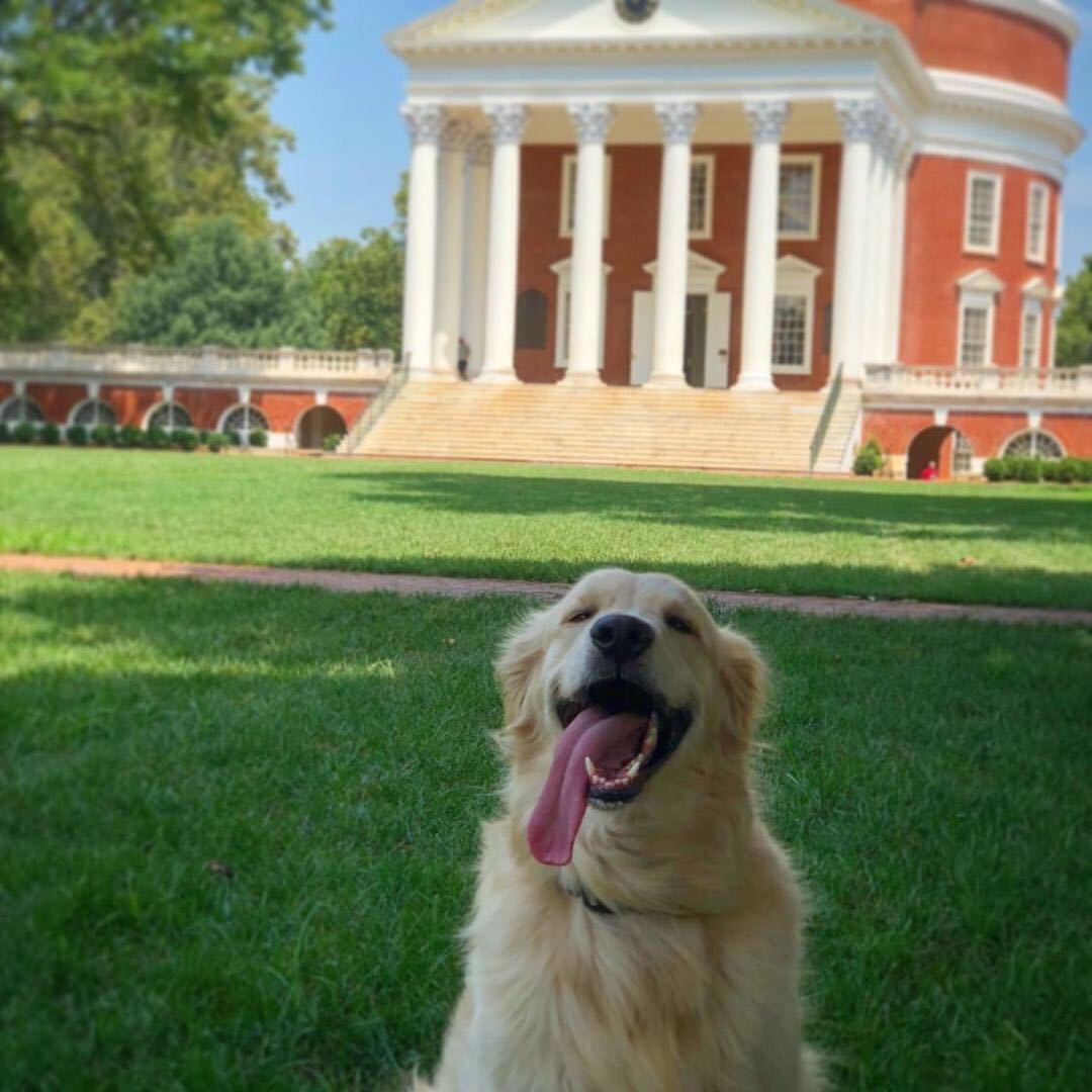 Adorable dogs were a feature of this year’s UVA Spring Photo Contest. (Contributed Photo, @gshamiyeh on Instagram)