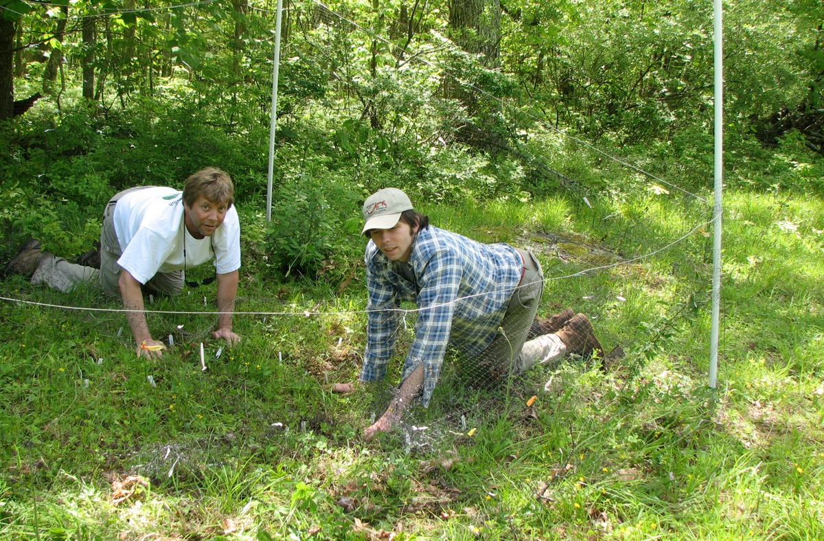 Taylor and former student Peter Fields on hands and knees in a study plot.