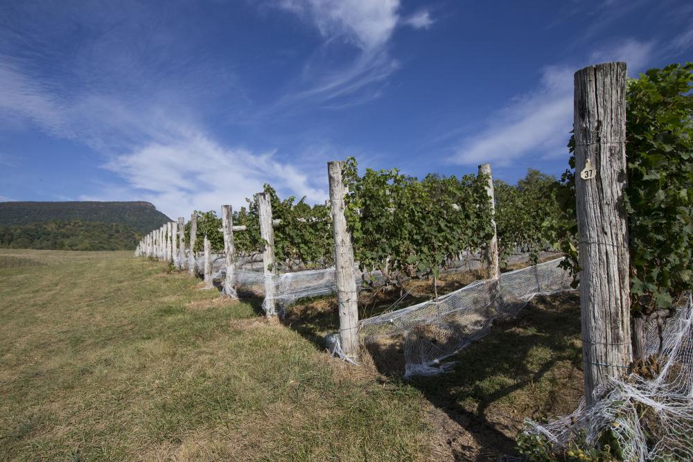 Rows of vines with Jump Mountain in the background