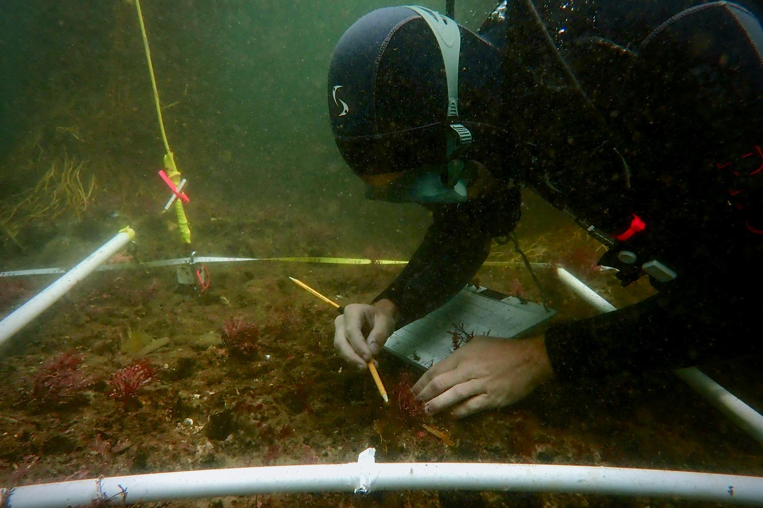 A diver identifies and measures seaweed on the ocean floor