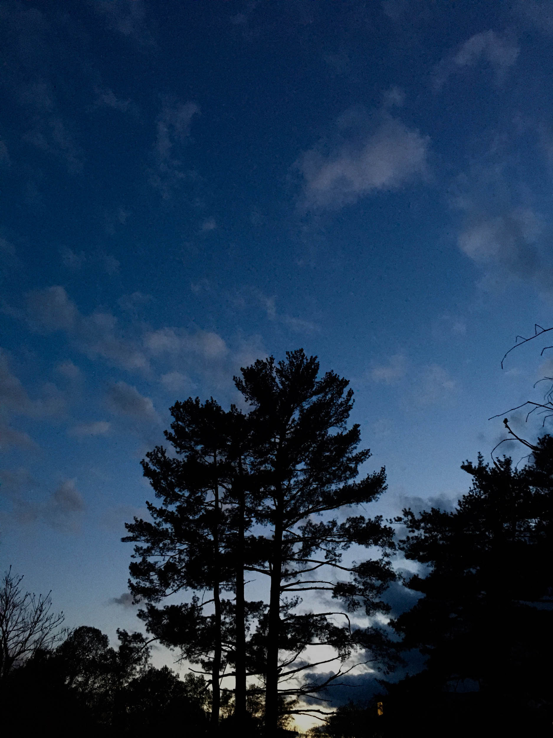Top of a tree with dark blue sky and clouds