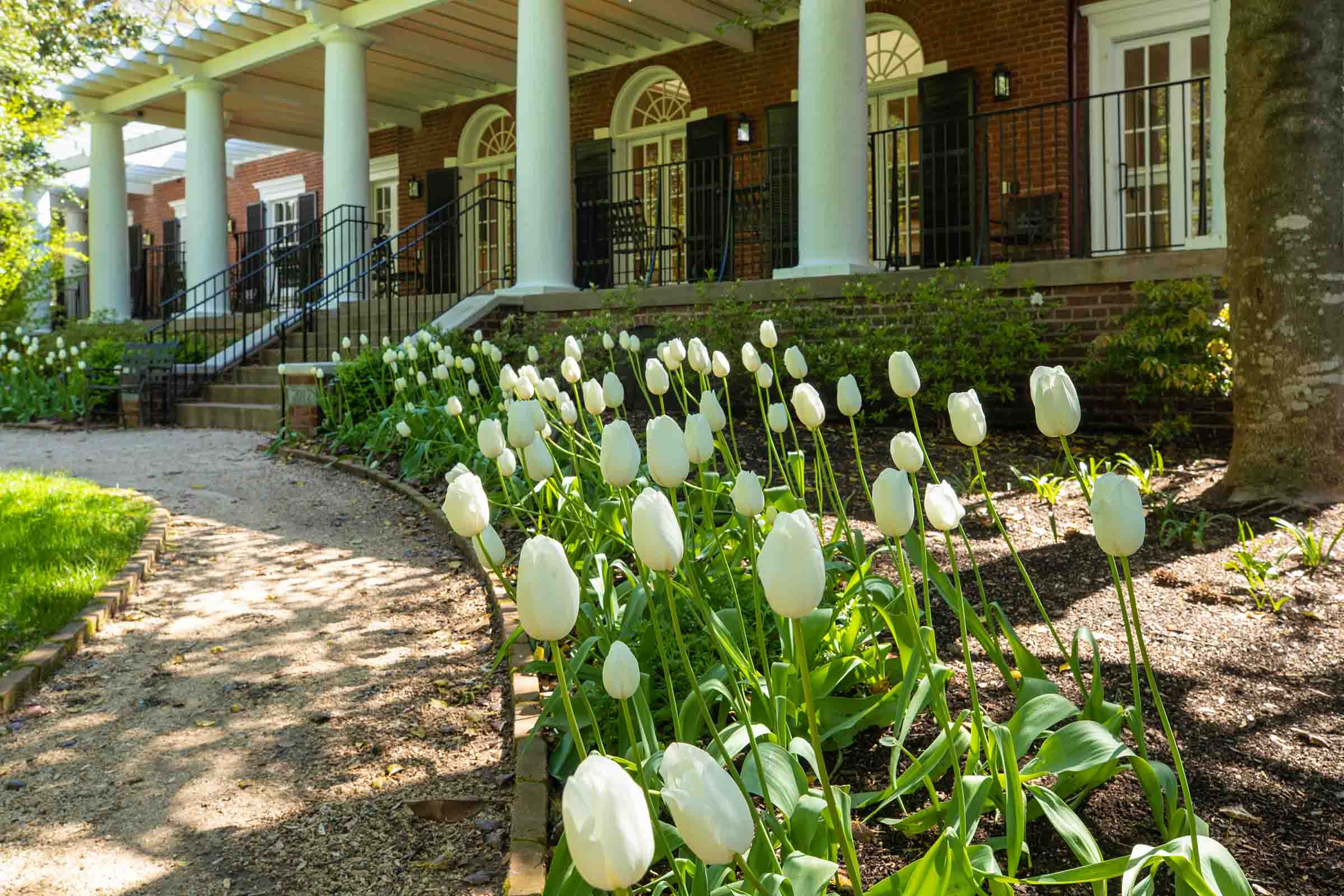 White Tulips lining a walkway to a brick building with tall white columns