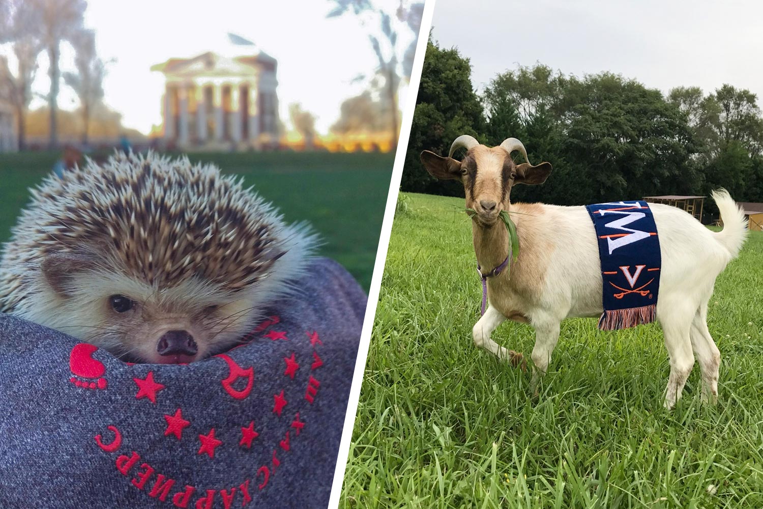 Left: Bill the hedgehog sits in front of the Rotunda Right: Opal the goat Stands in grass with a UVA scarf