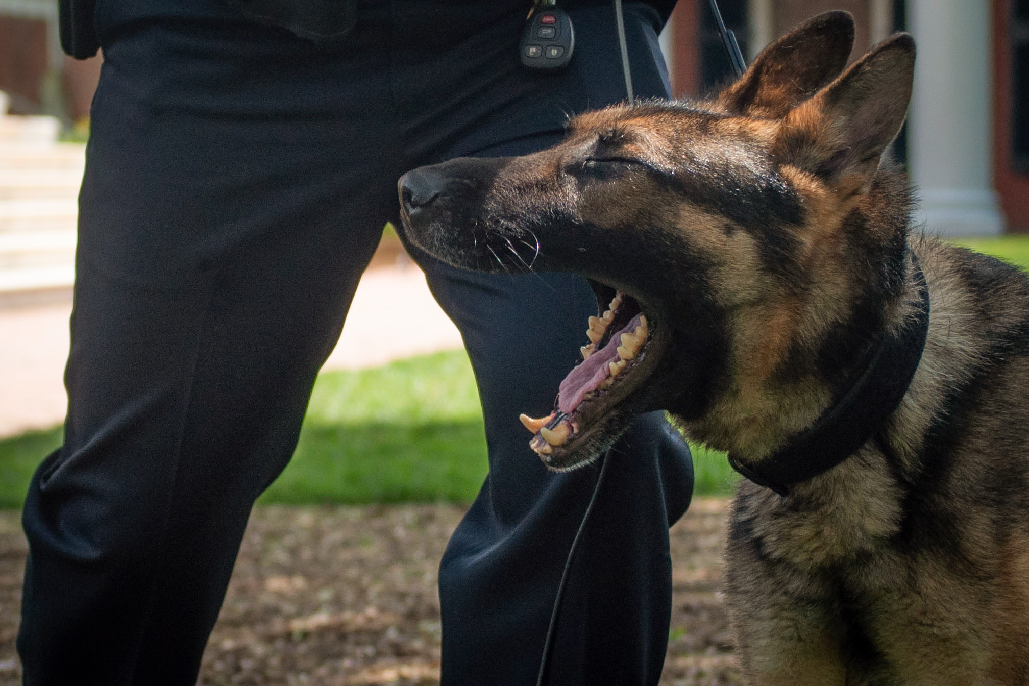 Rexo the police dog yawning