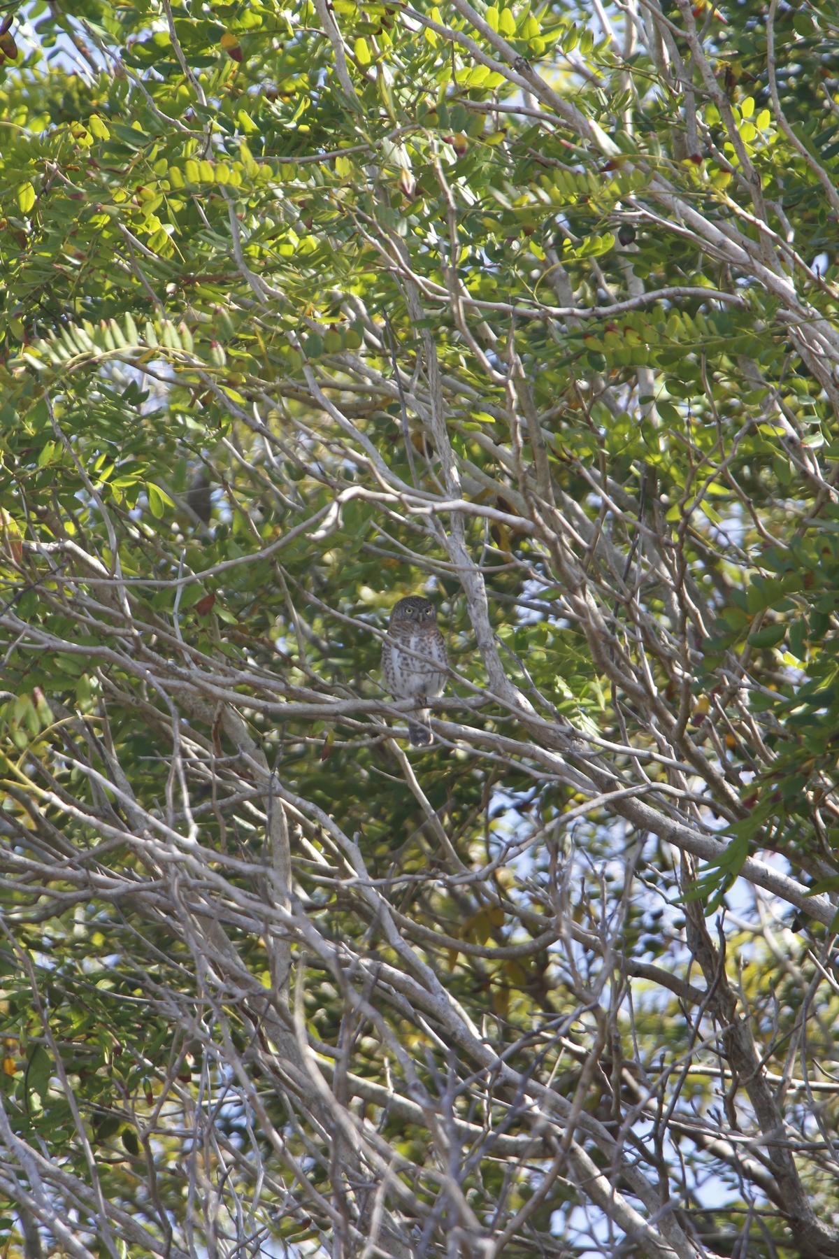 Students spotted a Cuban pygmy owl. (Photo courtesy of Mark White)