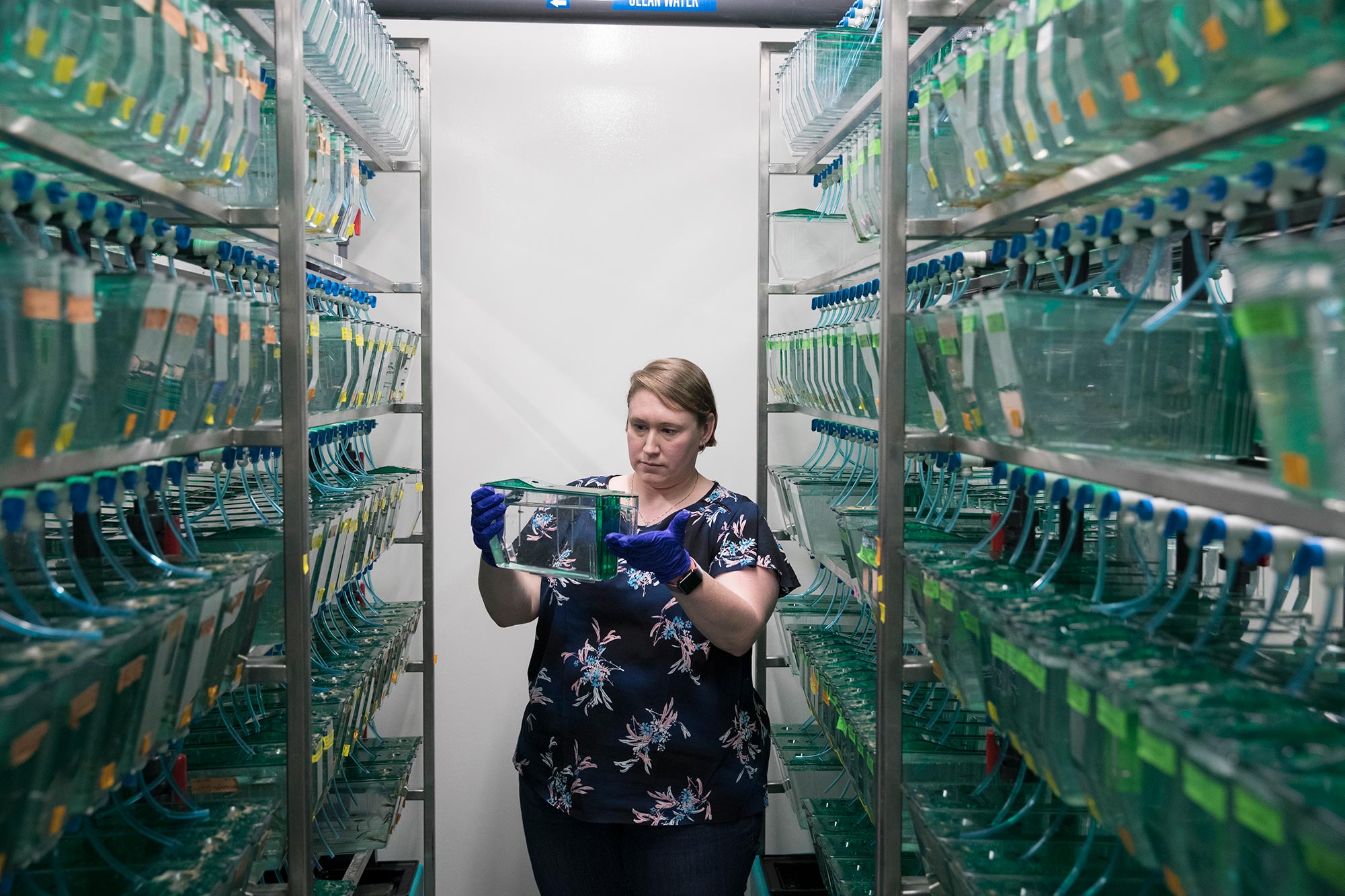 Sarah Kucenas holds a zebra fish in a small tank