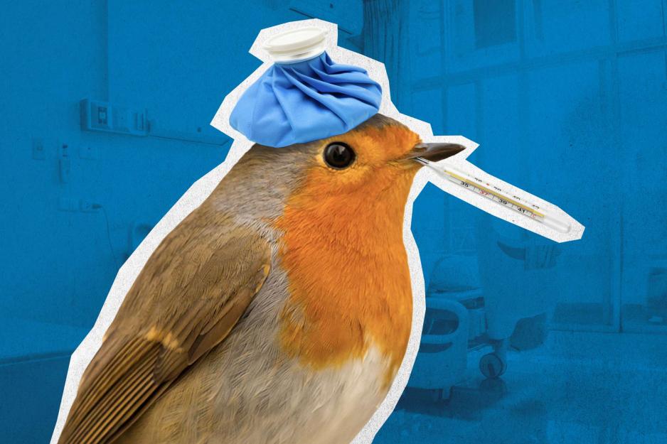 A bird with an ice pack and thermometer 