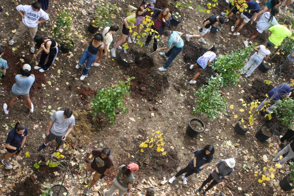 An overhead shot of students planting trees