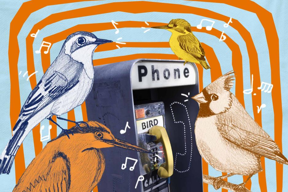 Collage of illustrations of birds overlaying a phonebooth