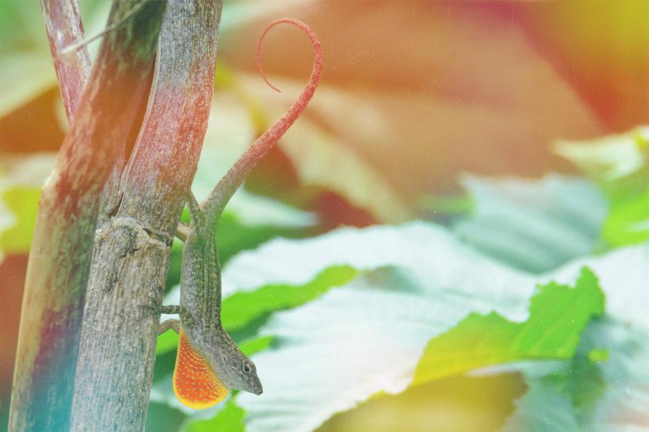 Creative photograph of a male Anole