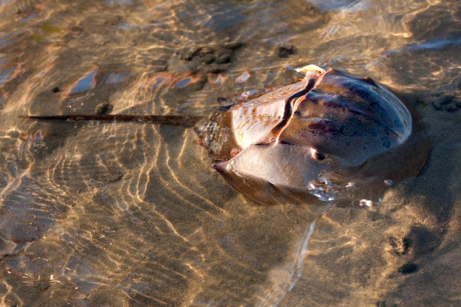  horseshoe crab laying in the sand in the ocean