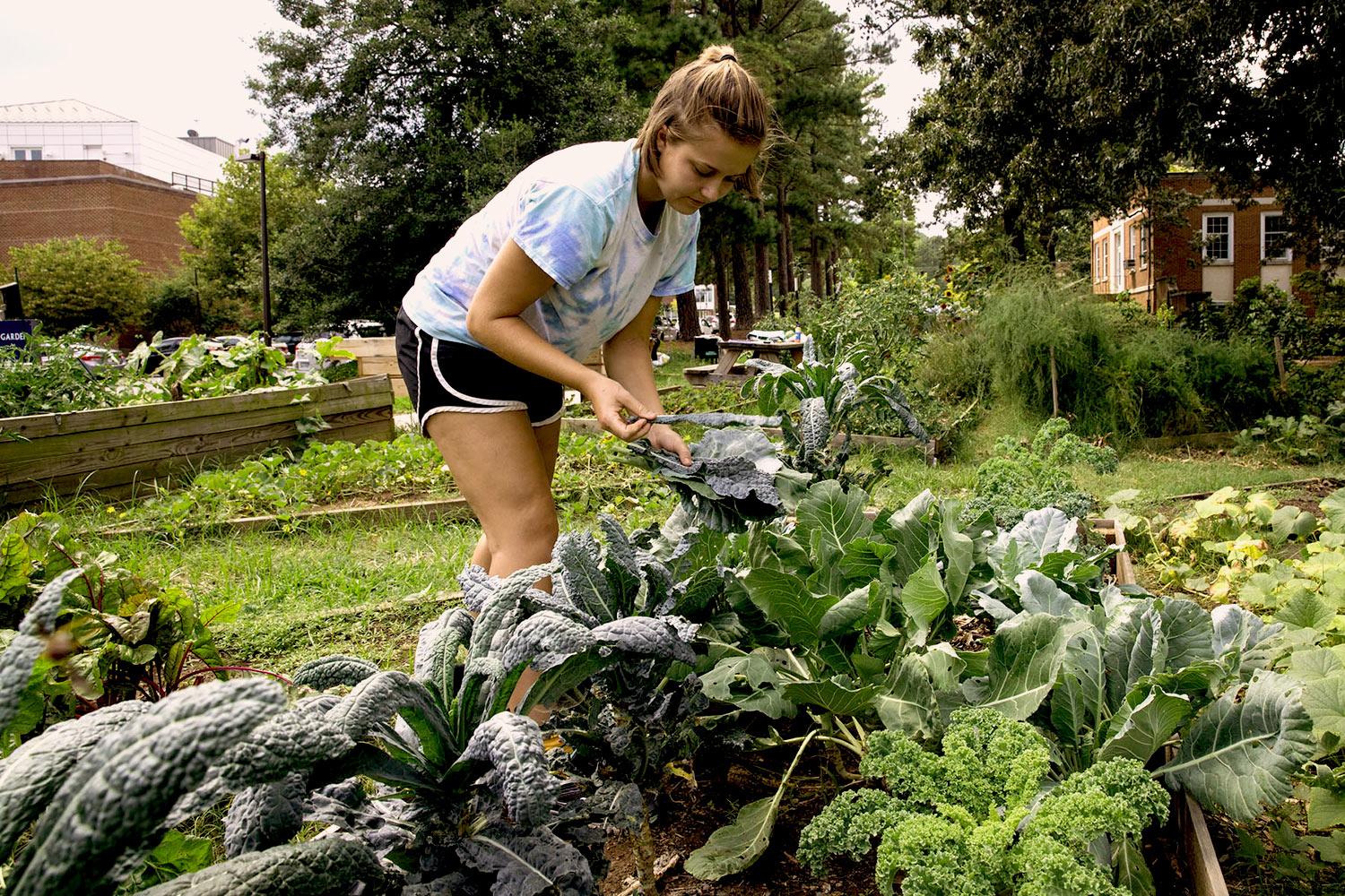 Rising third-year Elise Watt spent her summer managing a garden through a Charlottesville Sustainable Agriculture Internship. (Photos by Dan Addison / University Communications) Rising third-year Elise Watt spent her summer managing a garden through a Charlottesville Sustainable Agriculture Internship. (Photos by Dan Addison / University Communications)